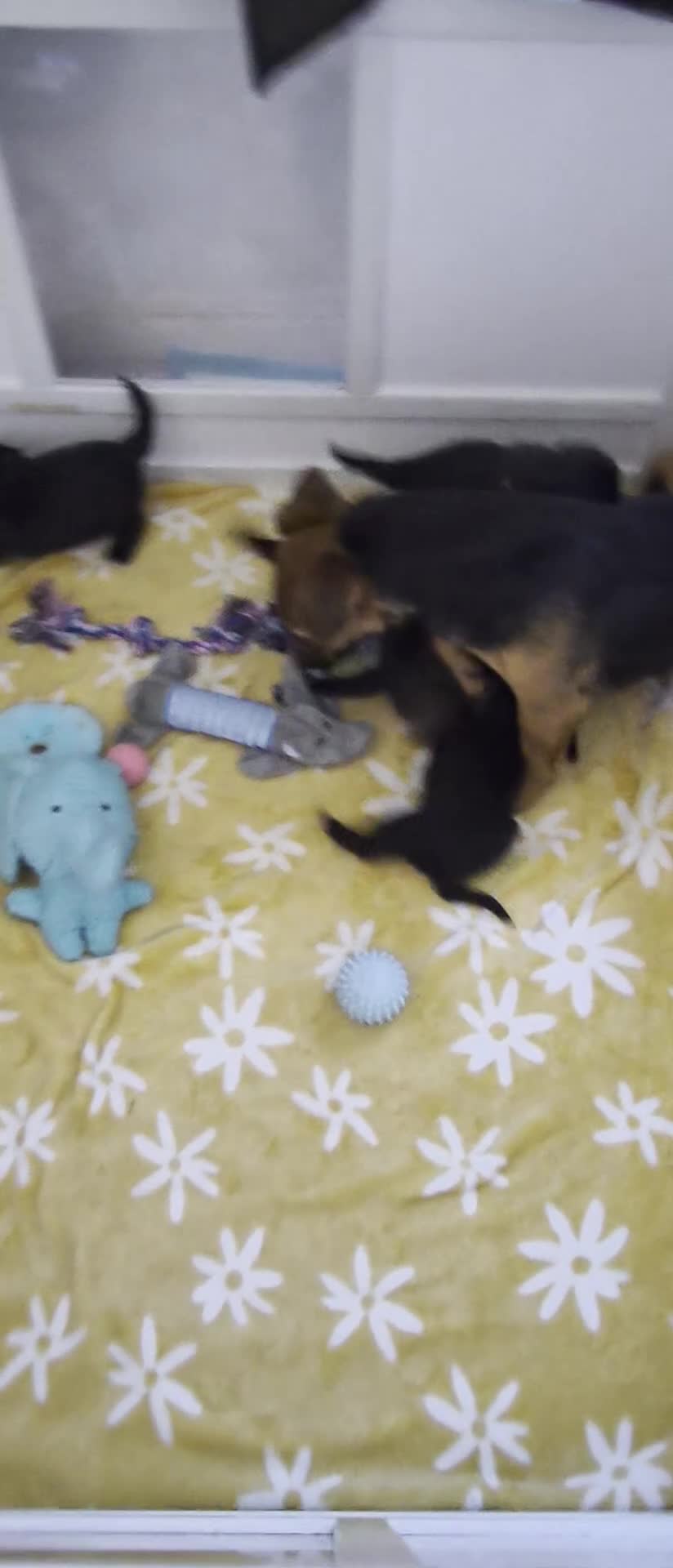 Mixed Breed dogs for sale: Jack Tzu Puppies - Video 2