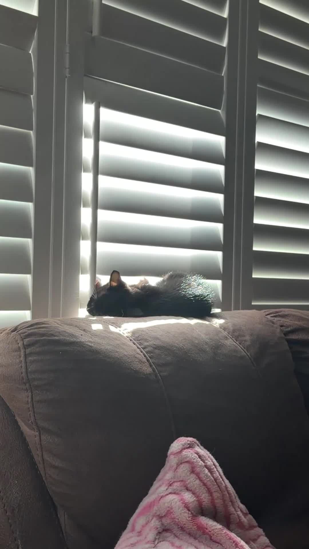 Ragdoll cats for sale: mixed ragdoll kittens  - Video 1