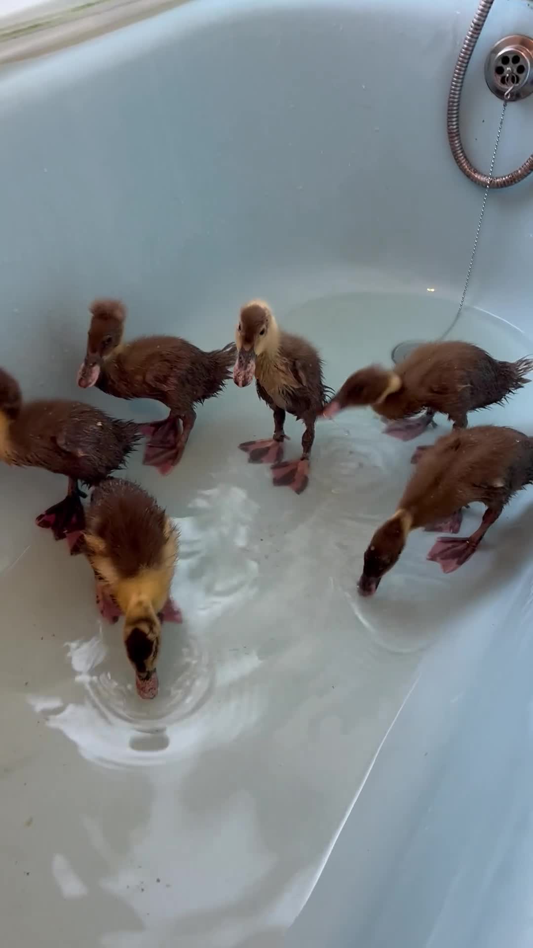 Mixed Breed poultry for sale: Khakai Campbell and Bali runner ducks  - Video 1