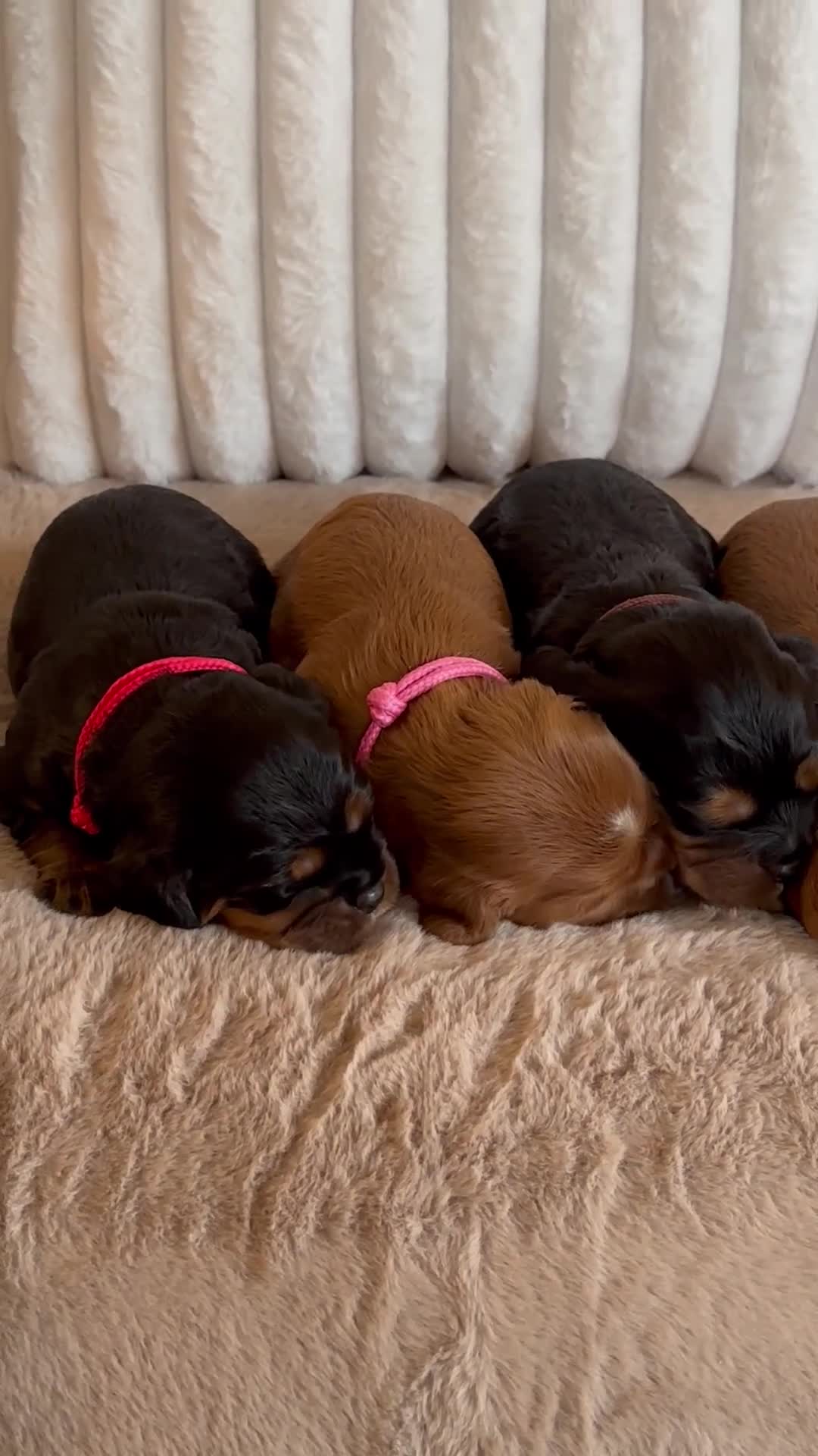 Cavalier King Charles Spaniel dogs for sale: 🐾 KC Registered Health Tested Puppies 🐾 - Video 1