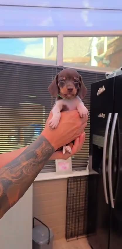 Miniature Dachshund dogs for sale: 🐶 Tiny minature dachshund puppies 🐶  - Video 2