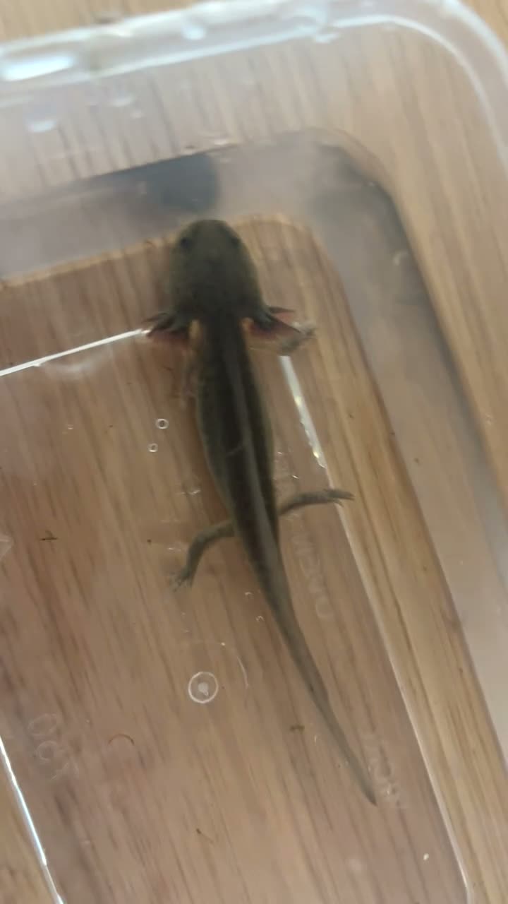 Axolotl reptiles for sale: Baby Axolotls  - Video 1