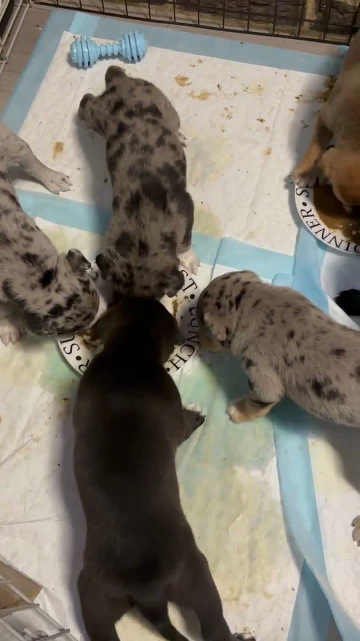 Mixed Breed dogs for sale: Gorgeous staffy x collie Pups  - Video 1