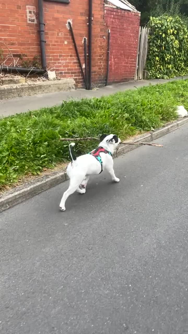 Mixed Breed dogs for stud: Milo  - Video 3