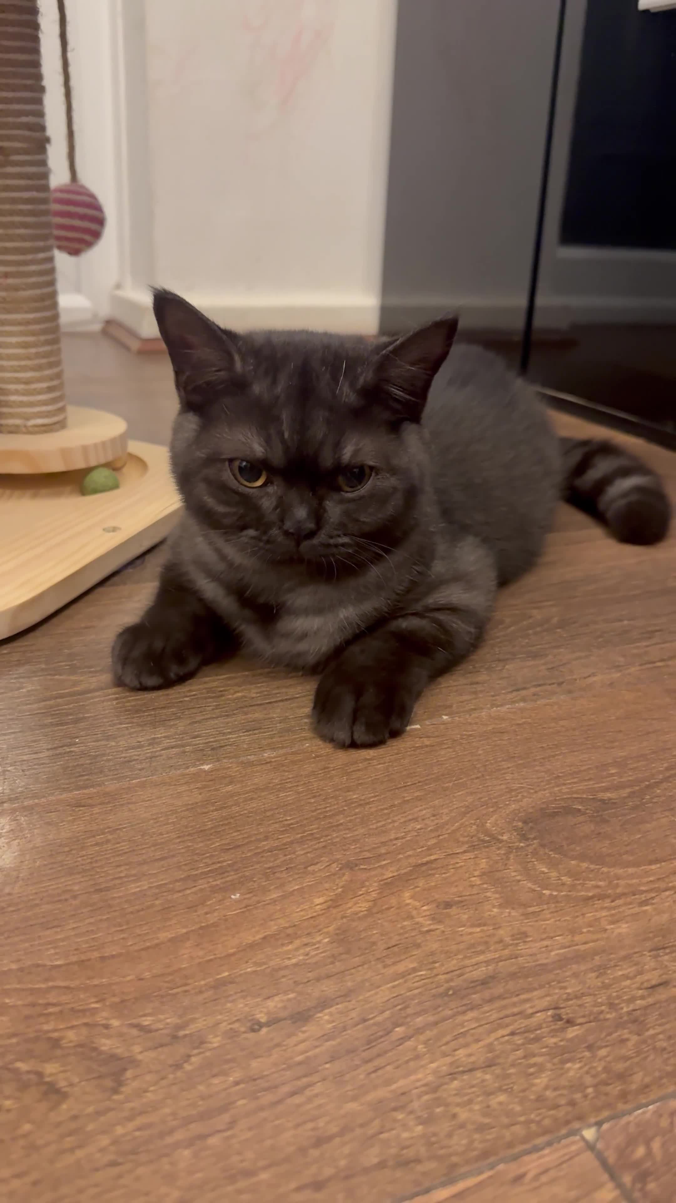 British Shorthair cats for sale: RARE COLOUR PURE PEDIGREE BSH KITTENS.2 BOYS LEFT. - Video 2