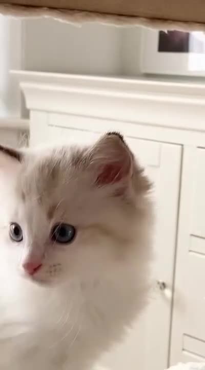 Ragdoll cats for sale: INDOOR TWO MALE GCCF REGISTERED RAGDOLL KITTENS - Video 4