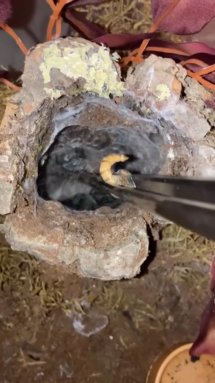 Tarantulas invertebrates for sale: Trinidad chevron mature female - Video 1