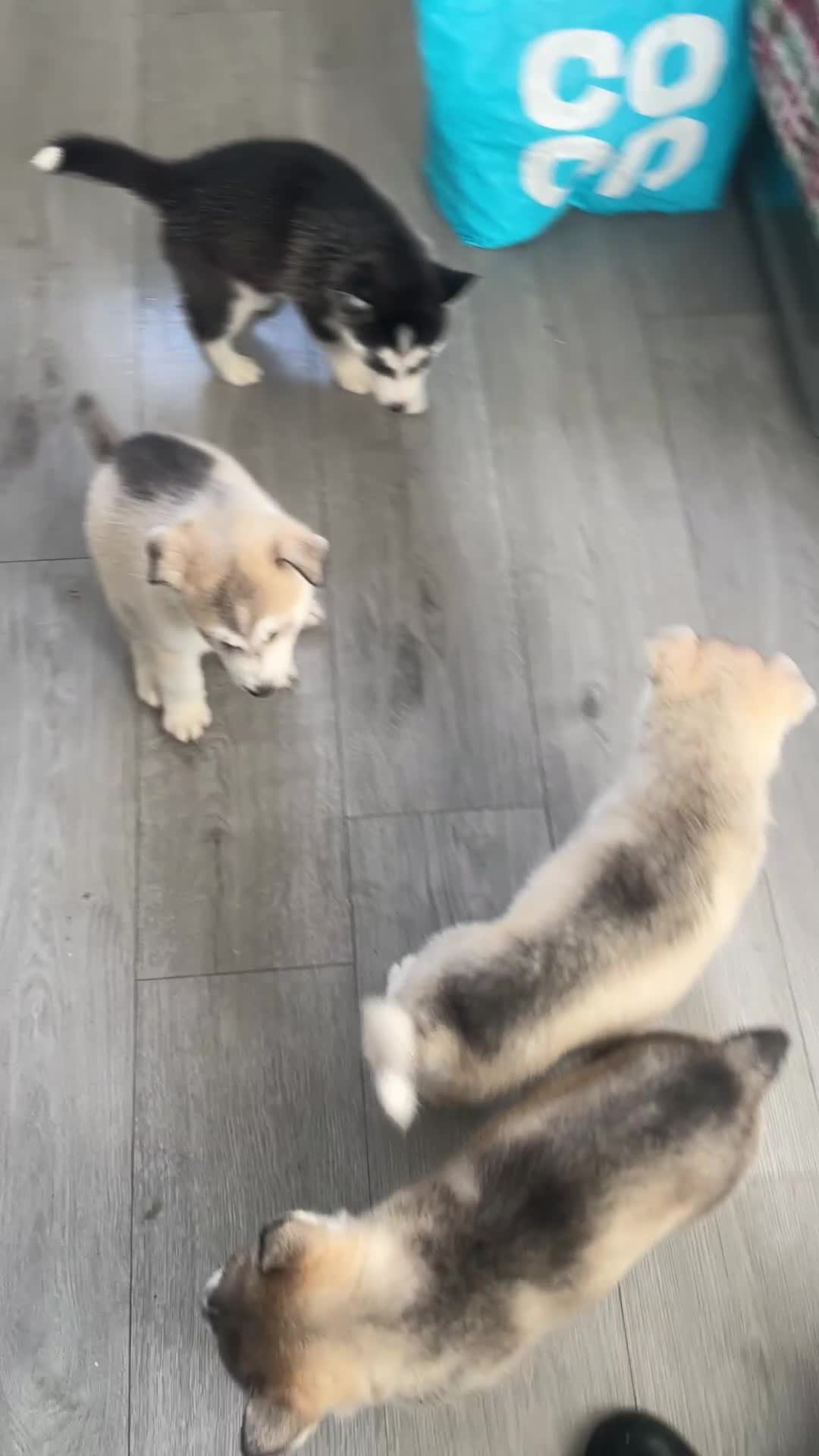 Siberian Husky dogs for sale: Husky Siberian pups beautiful chunky 🐾 - Video 1