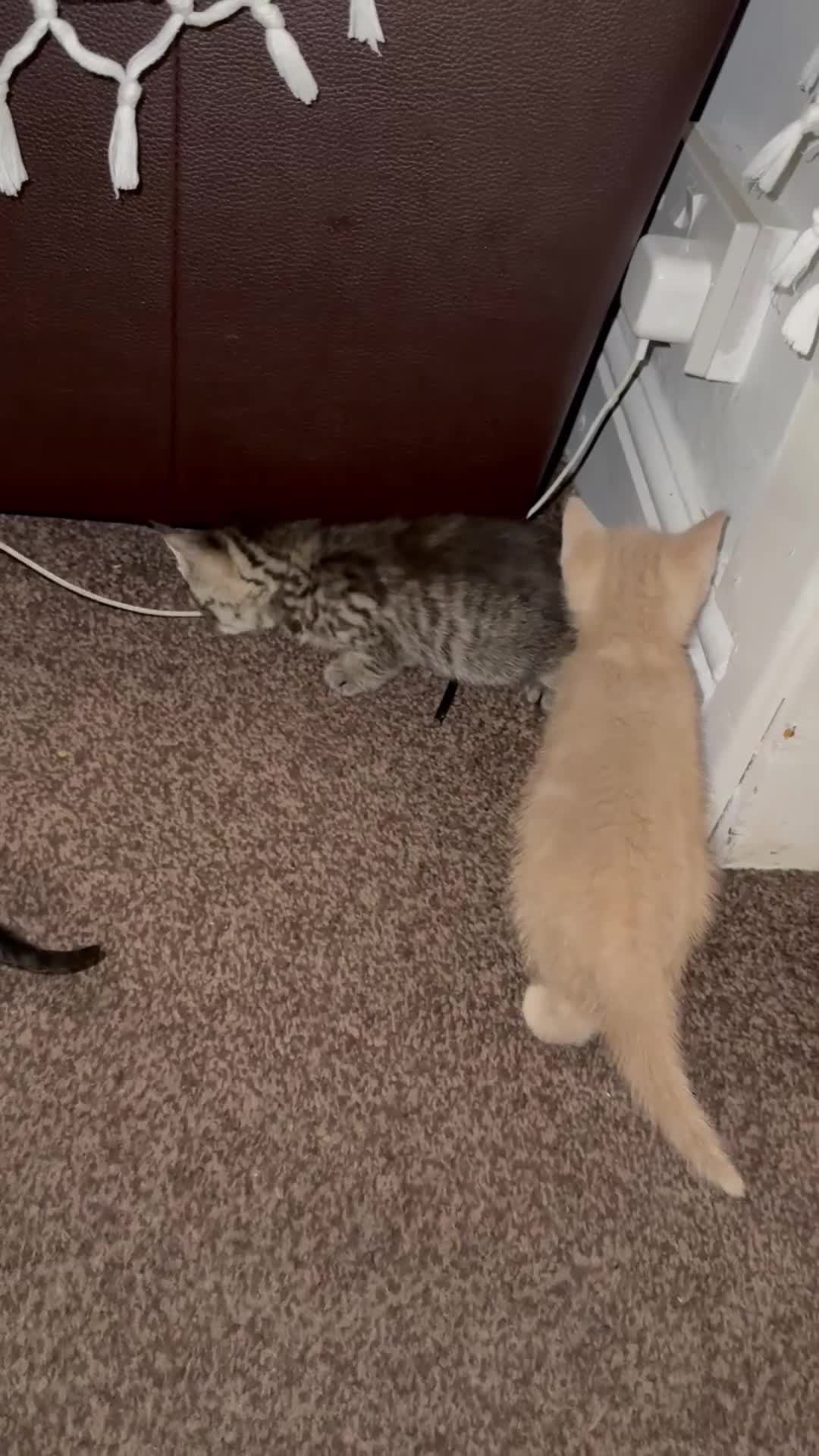 British Shorthair cats for sale: Mixed British shorthair  - Video 1