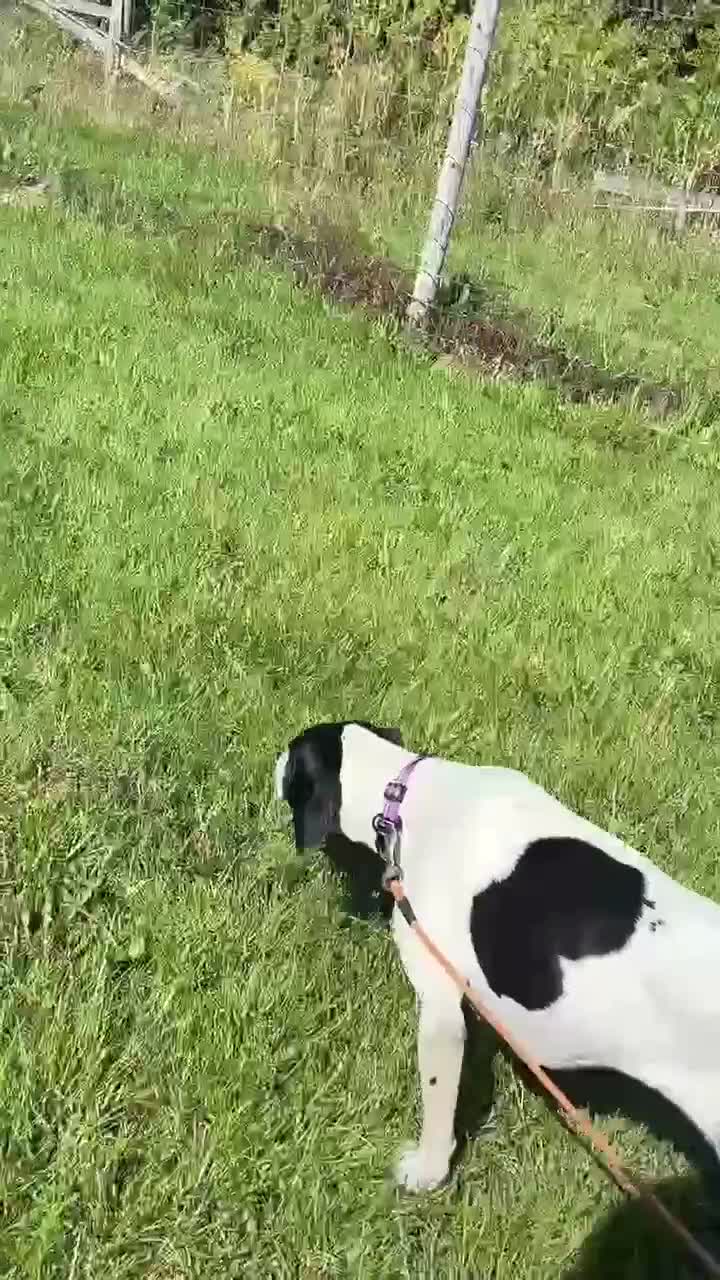 Mixed Breed dogs for adoption: 🌟 Sally’s Confidence is Growing Every Day 🌟 in Iver - Video 2