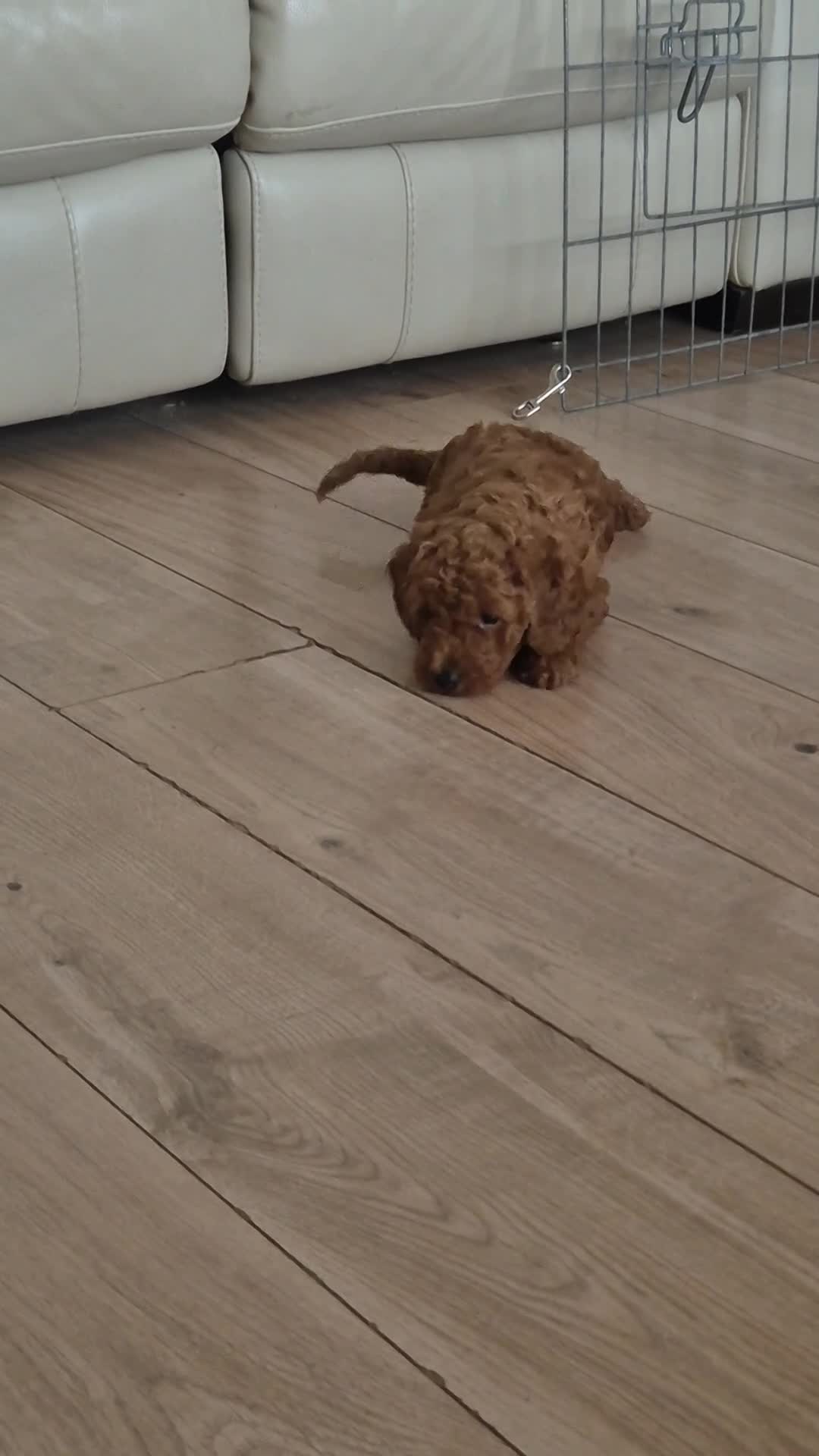 Labradoodle dogs for sale: Toy Labradoodle  in Burntisland - Video 1