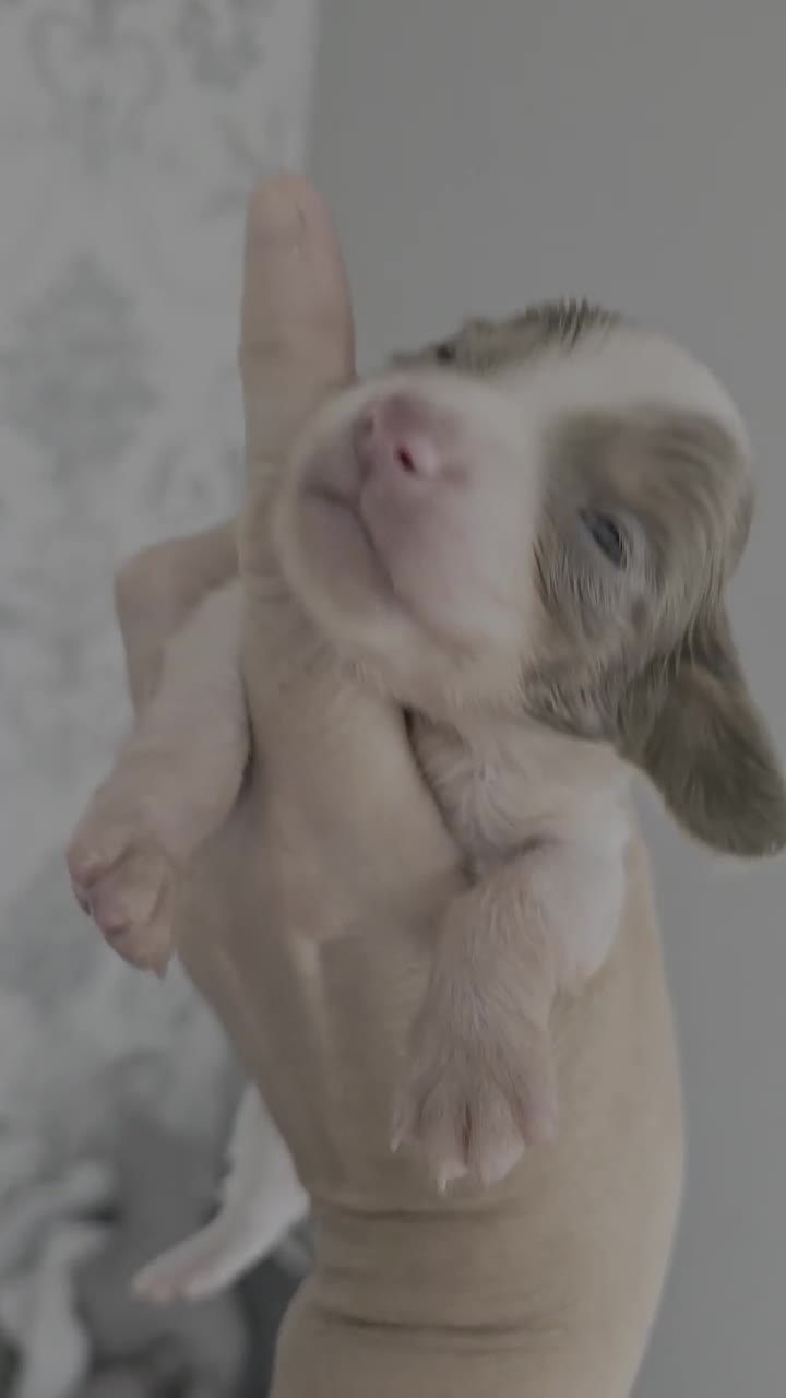 Miniature Dachshund dogs for sale: Miniature dachshund puppies for sale liverpool  - Video 3