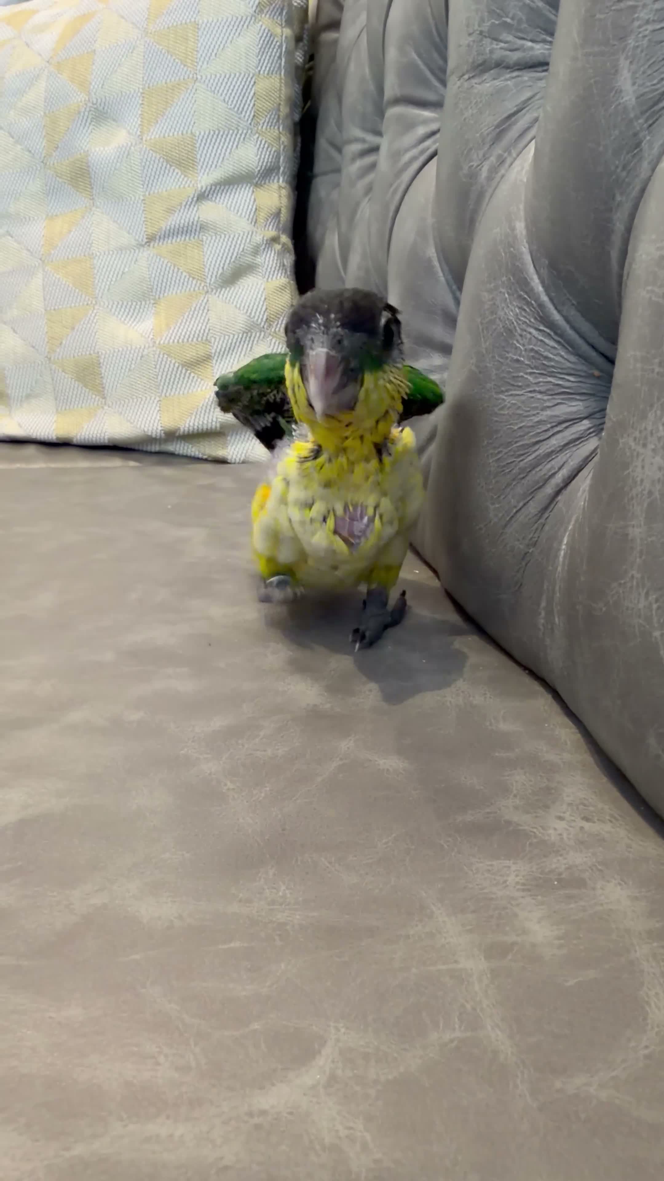 Parrots birds for sale: Silly Tame Pallid Black Headed Caique READY NOW - Video 4