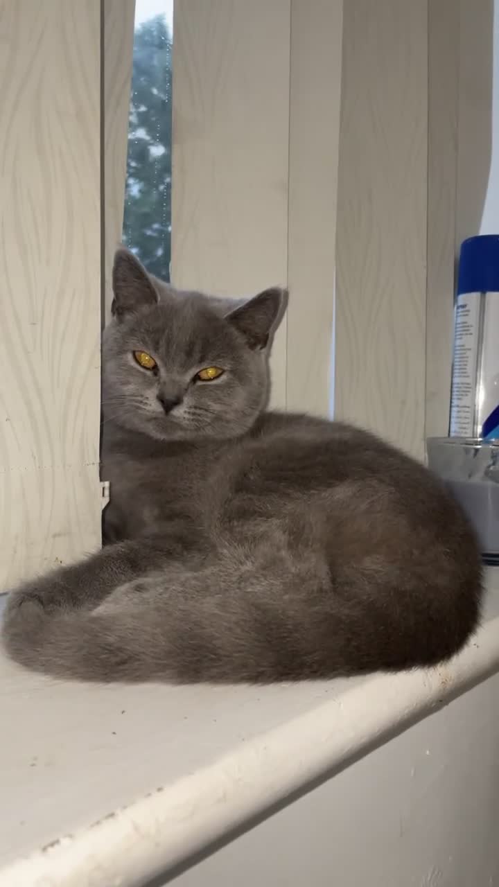 British Shorthair cats for sale: Beautiful male kitten BSH - Video 1