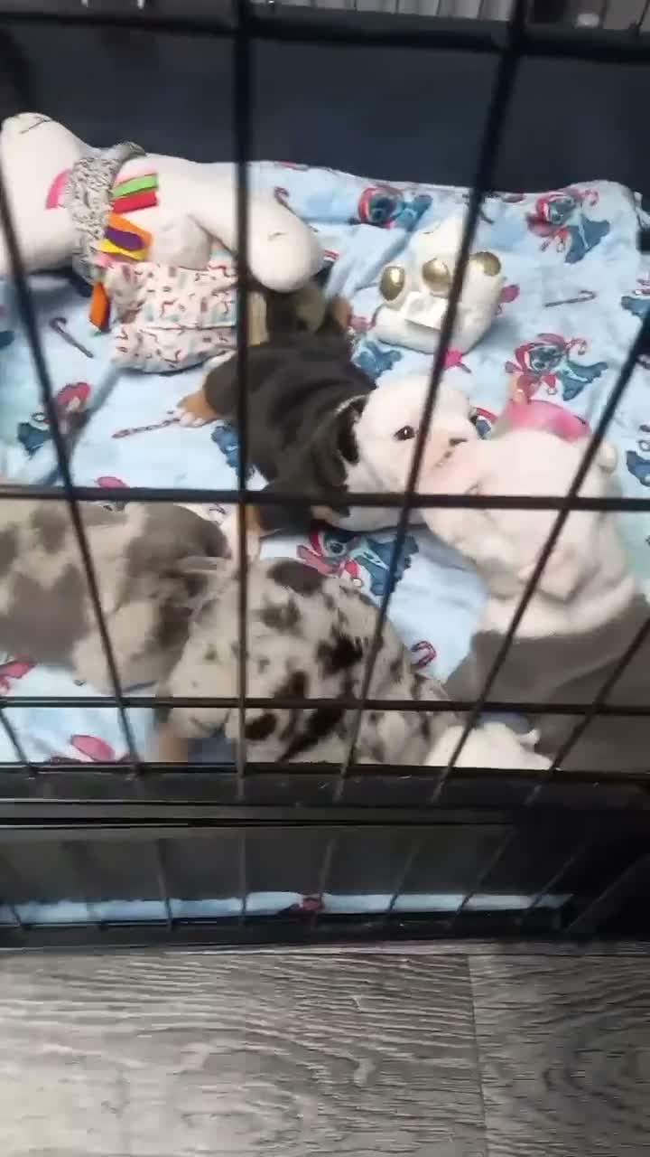 Dorset Olde Tyme Bulldogge dogs for sale: Oldeenglish puppies 🐶 - Video 1