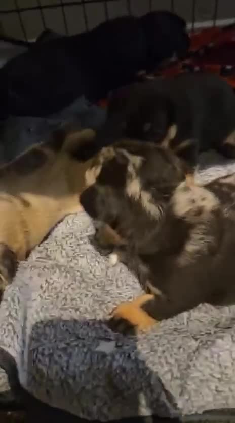 Mixed Breed dogs for sale: French Bulldog/Manchester Terrier hybrid. - Video 1