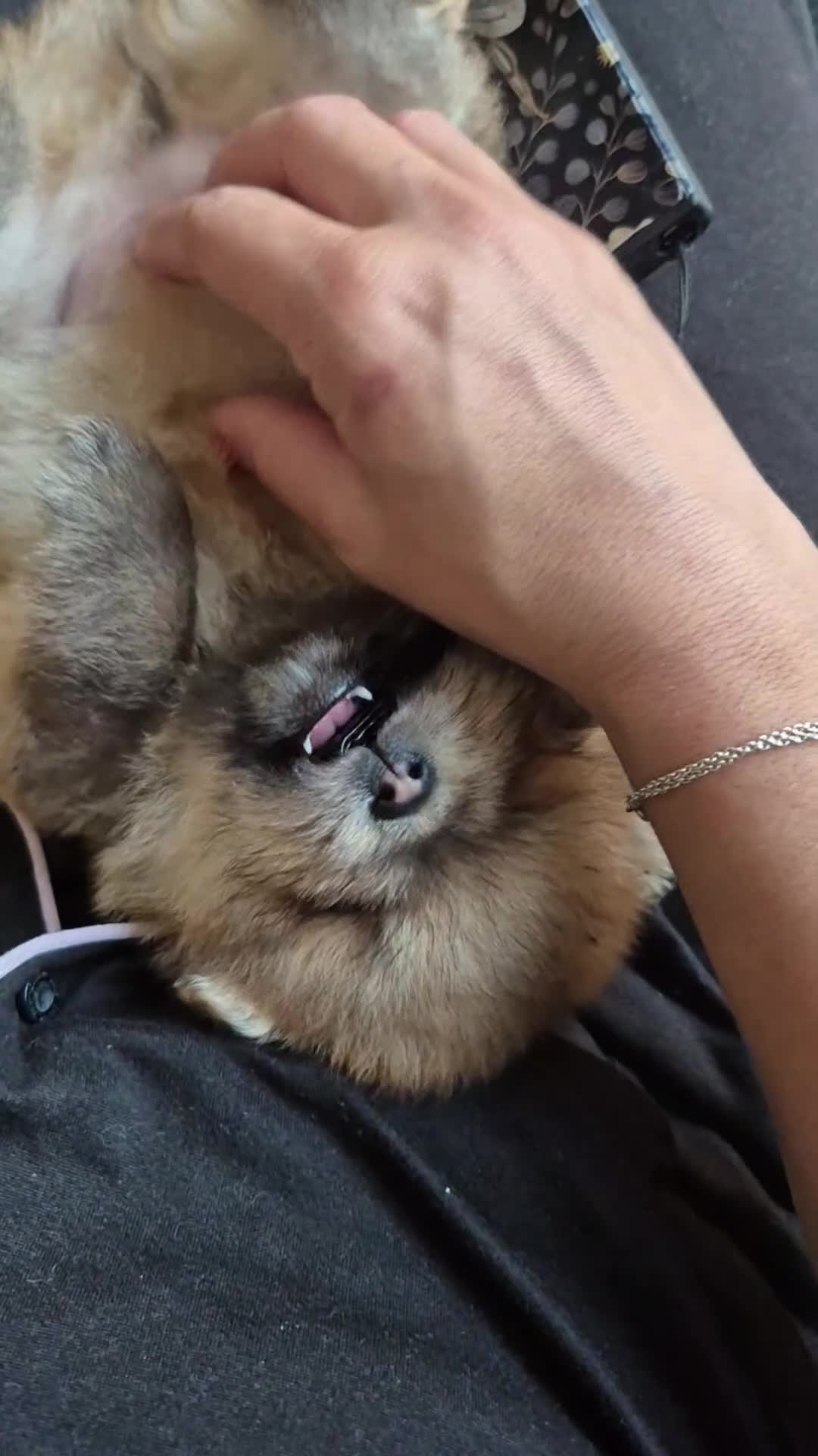 Pomeranian dogs for sale: Vito Pomleone  - Video 4