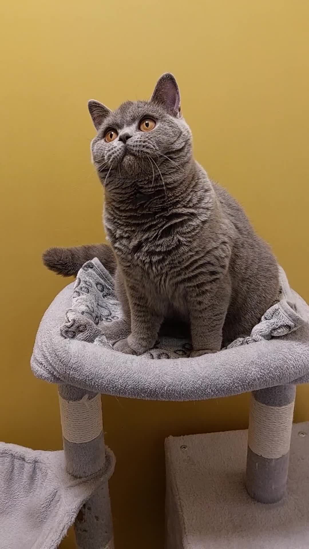 British Shorthair cats for sale: ‼️PRESTIGIOUS‼️🏆CH SIRED FEMAL - Video 1