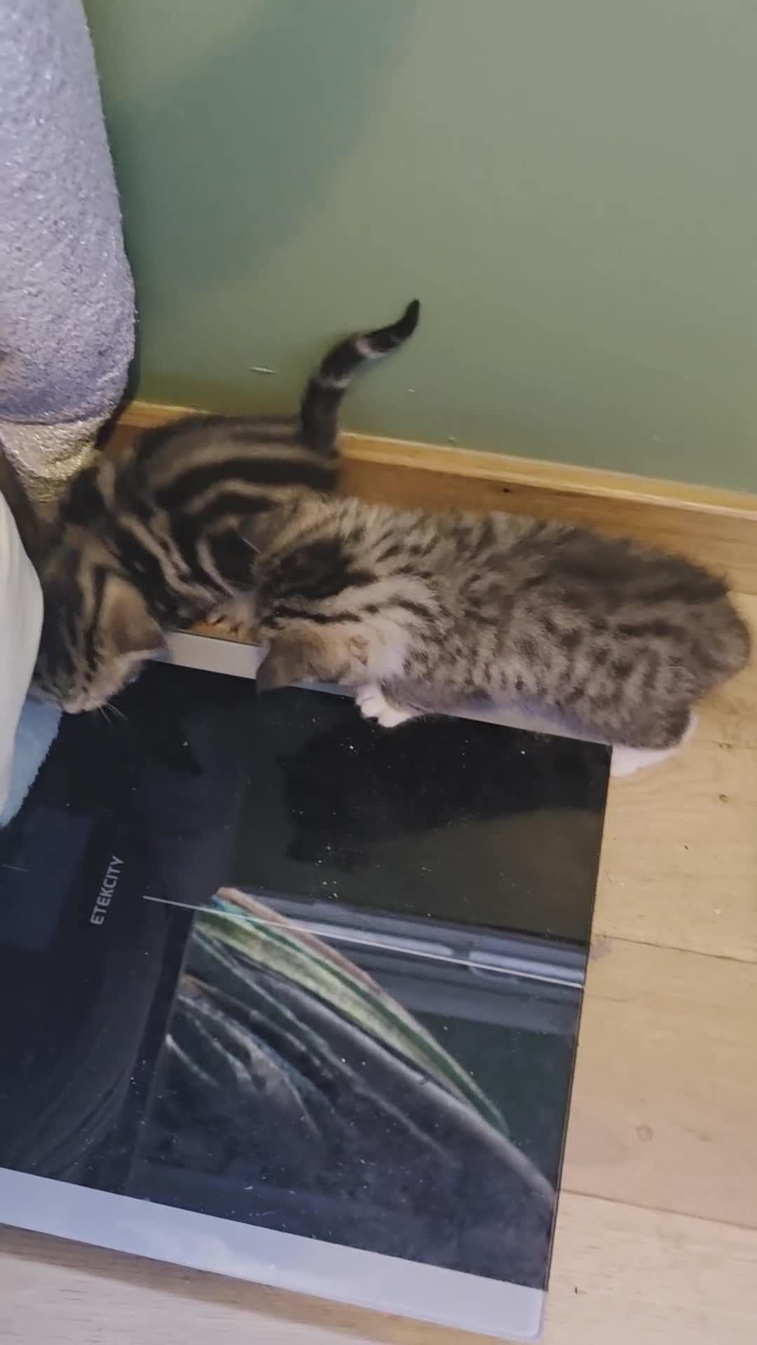 British Shorthair cats for sale: Stunning Kittachinos Golden BSH Tica registered - Video 1