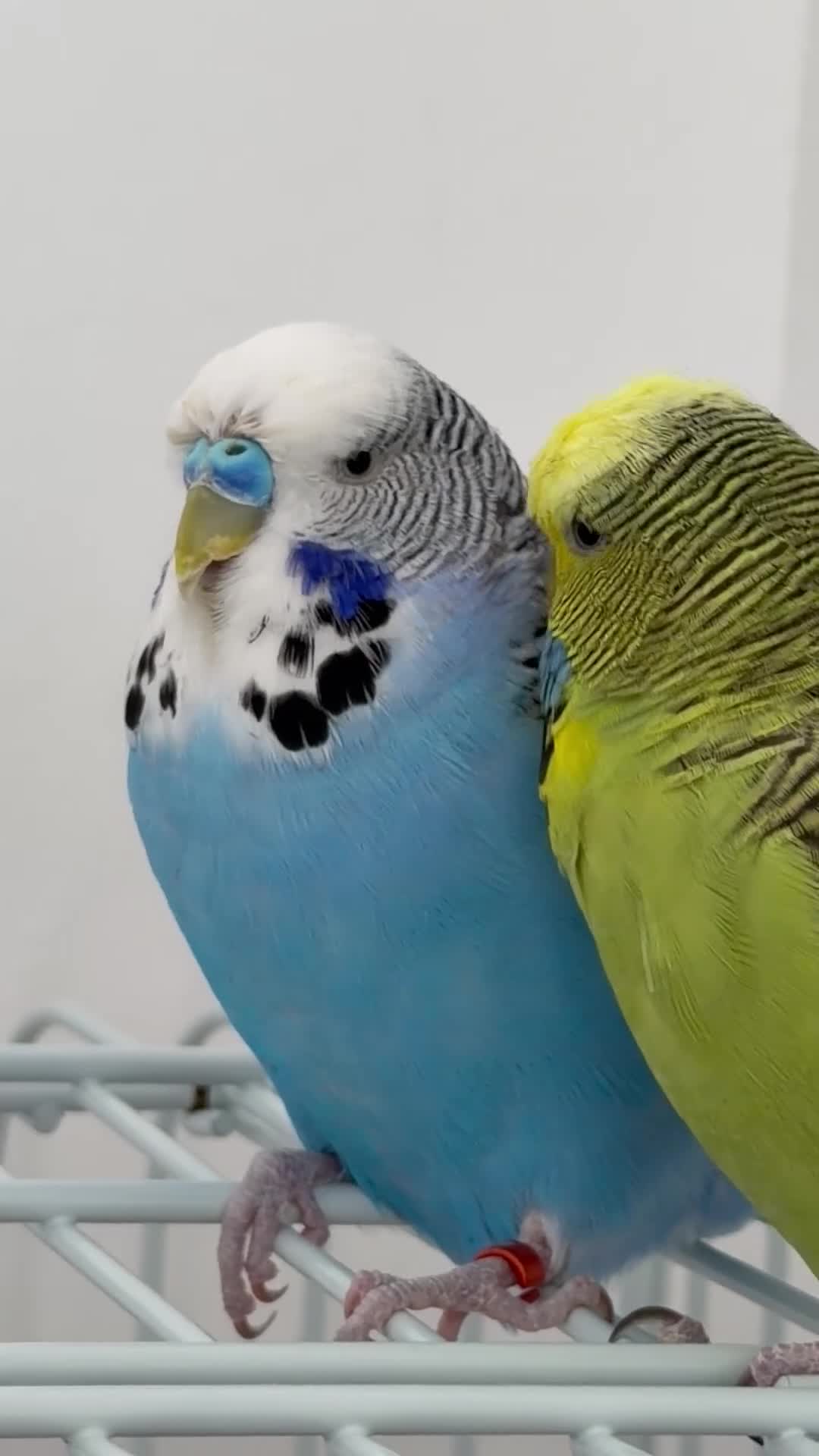 Budgerigars birds for sale: Budgies - Video 1
