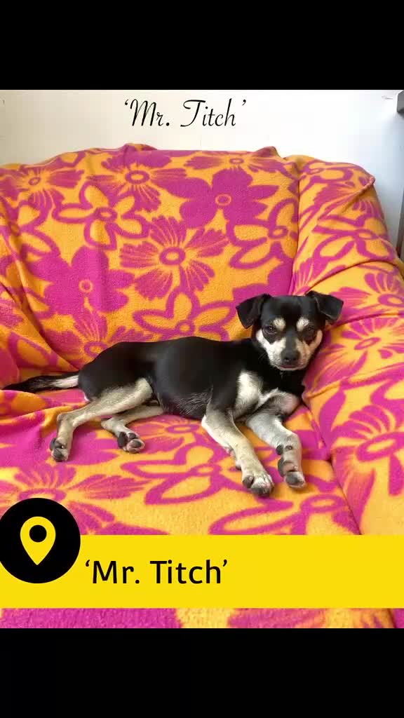Mixed Breed dogs for adoption: Mr Titch, 4 yrs approx. Available for adoption. in Brixham - Video 1