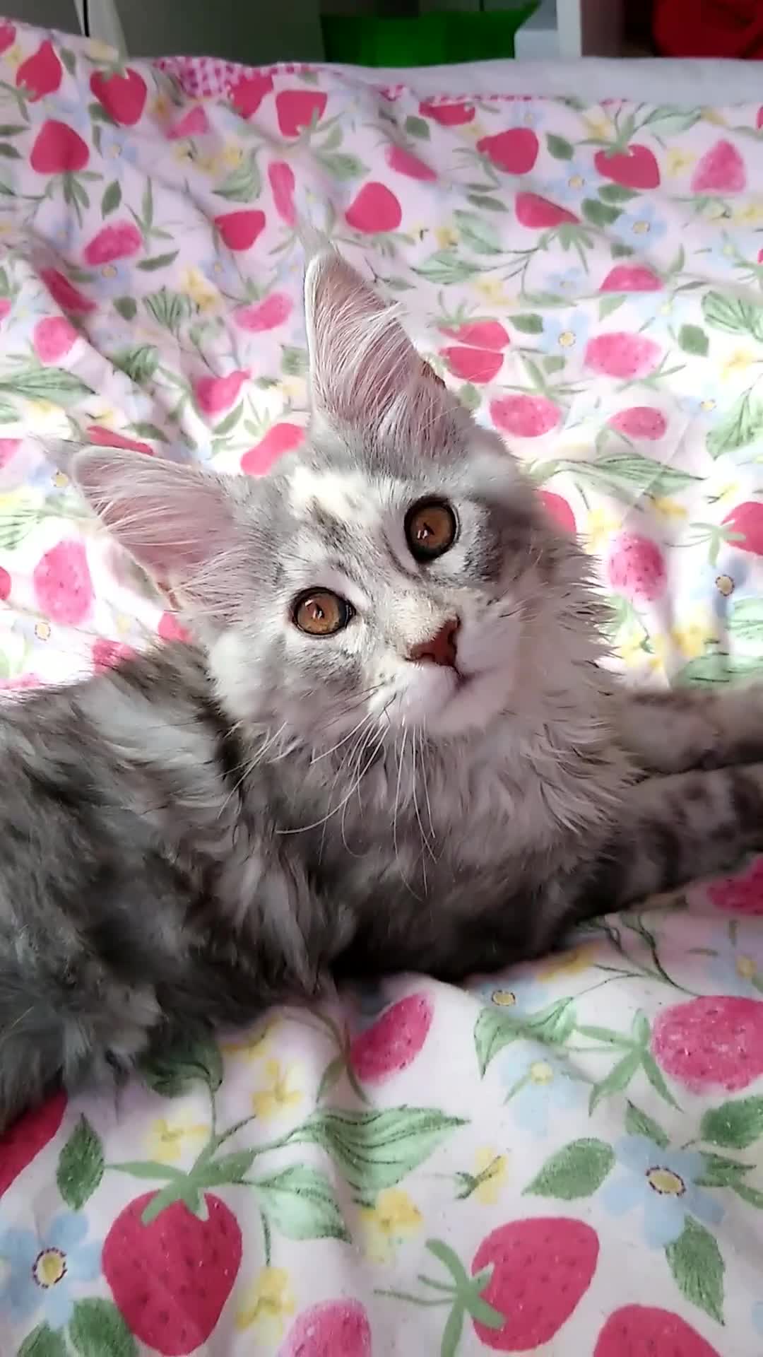 Maine Coon cats for sale: Main Coon 🐈 kittens already now  - Video 1