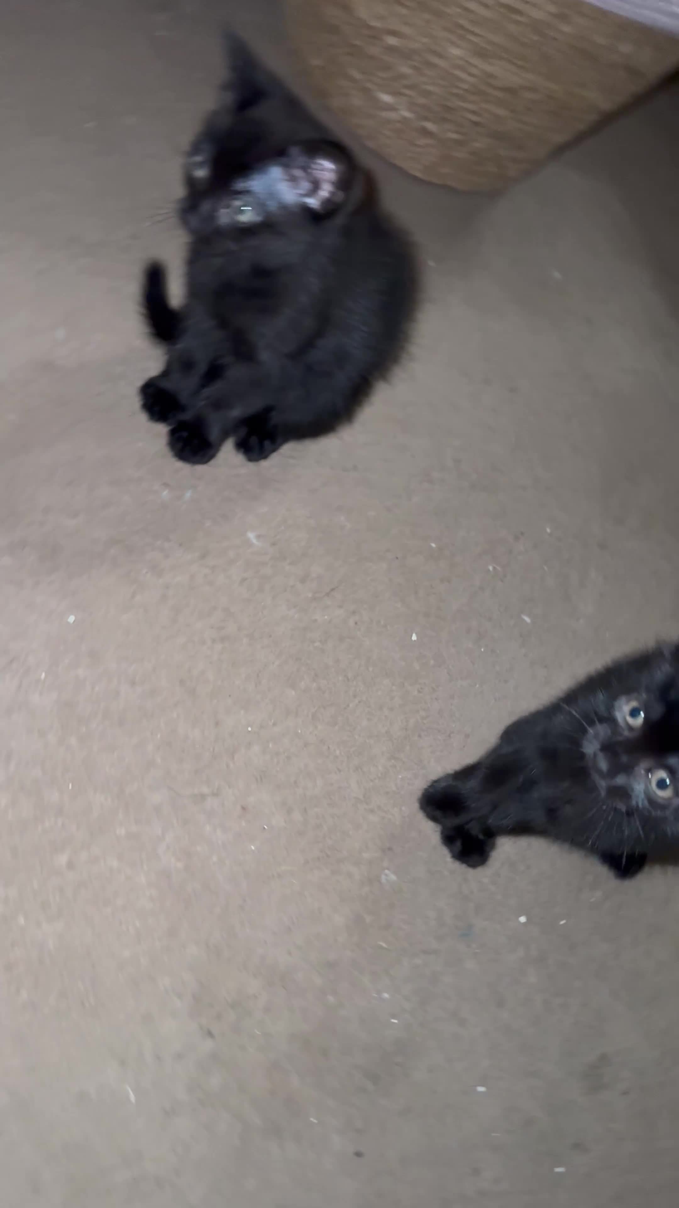Mixed Breed cats for sale: 1 female black kitten  - Video 1