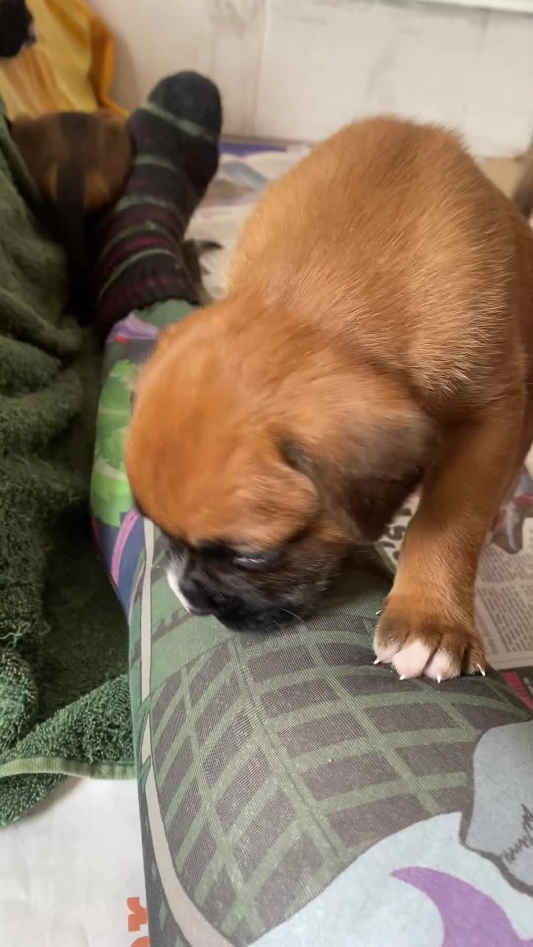 Mixed Breed dogs for sale: Home Reared Boxer cross Puppies – 4 Boys Available - Video 2