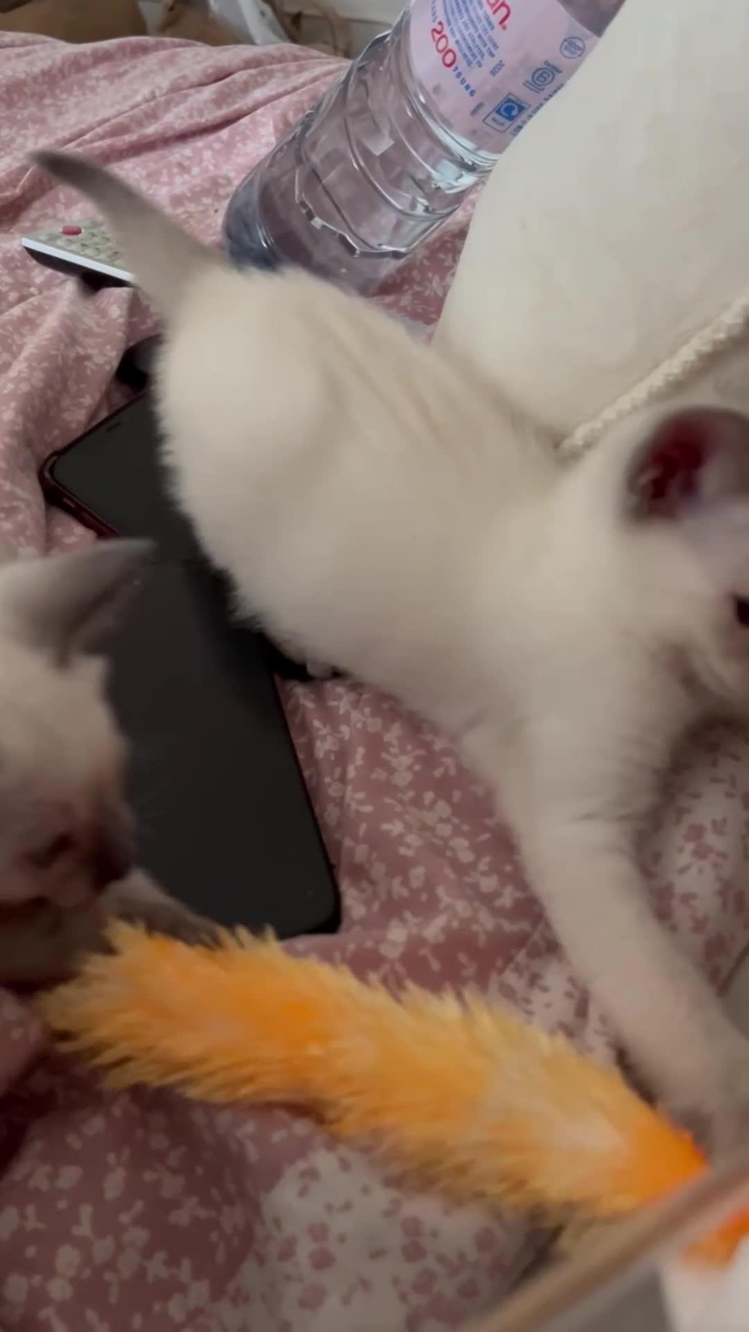 Siamese cats for sale: 2x Beautiful Pedigree Siamese Female Kittens - Video 1