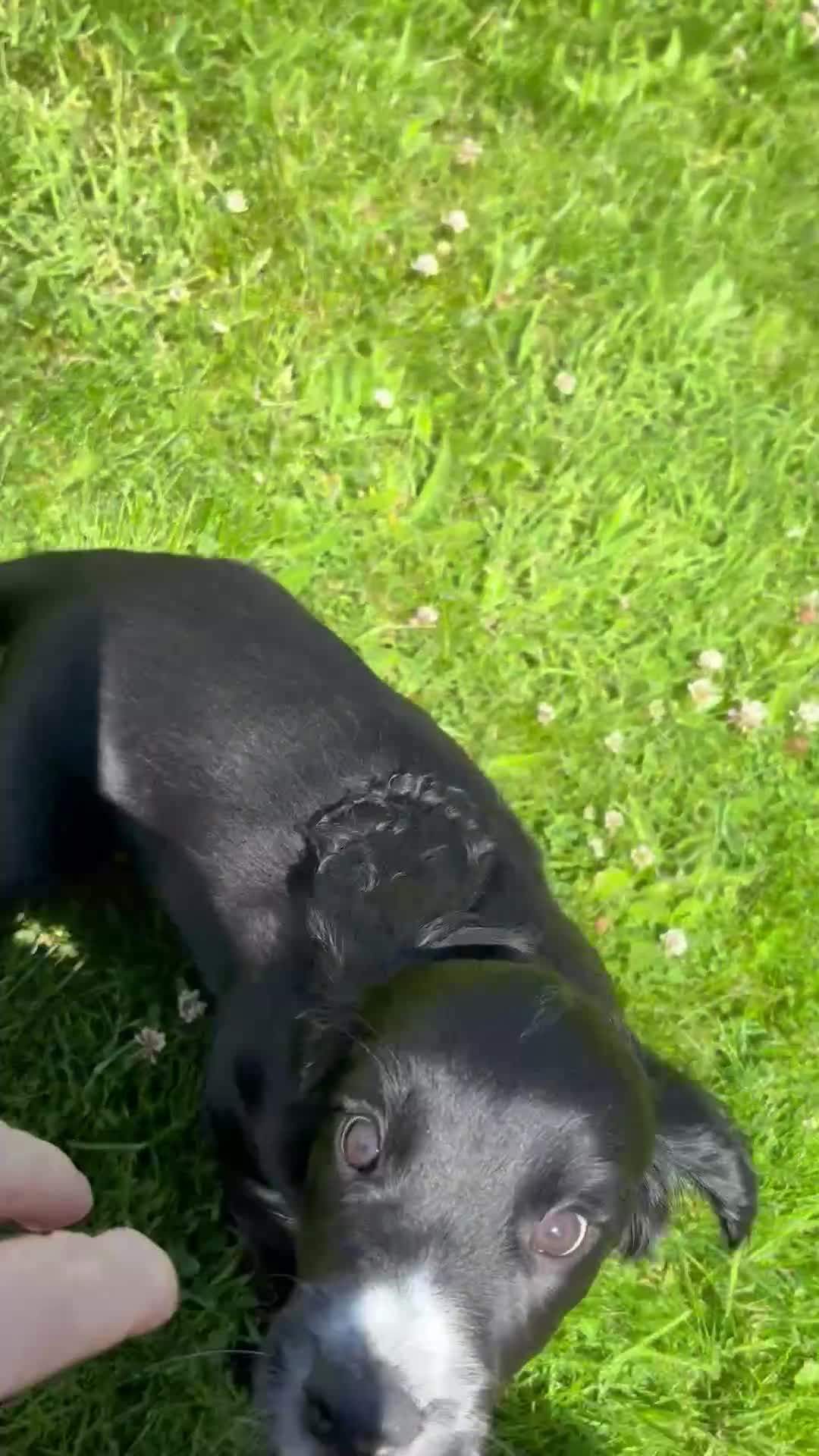 Cocker Spaniel dogs for sale: 2 boys remaining  - Video 1