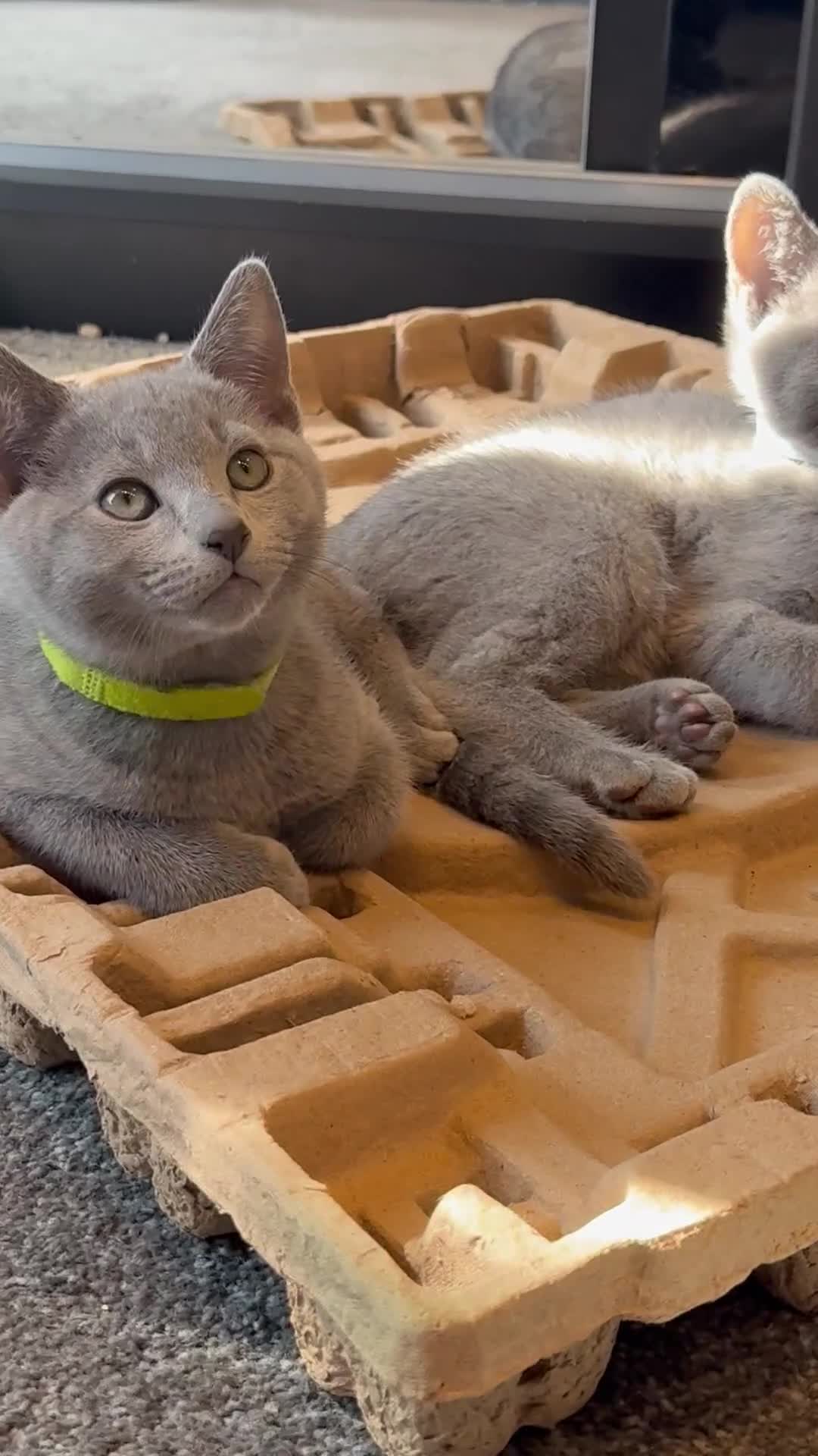 Russian Blue cats for sale: (TOP QUALITY) TICA REGISTERED RUSSIAN BLUE KITTENS - Video 2