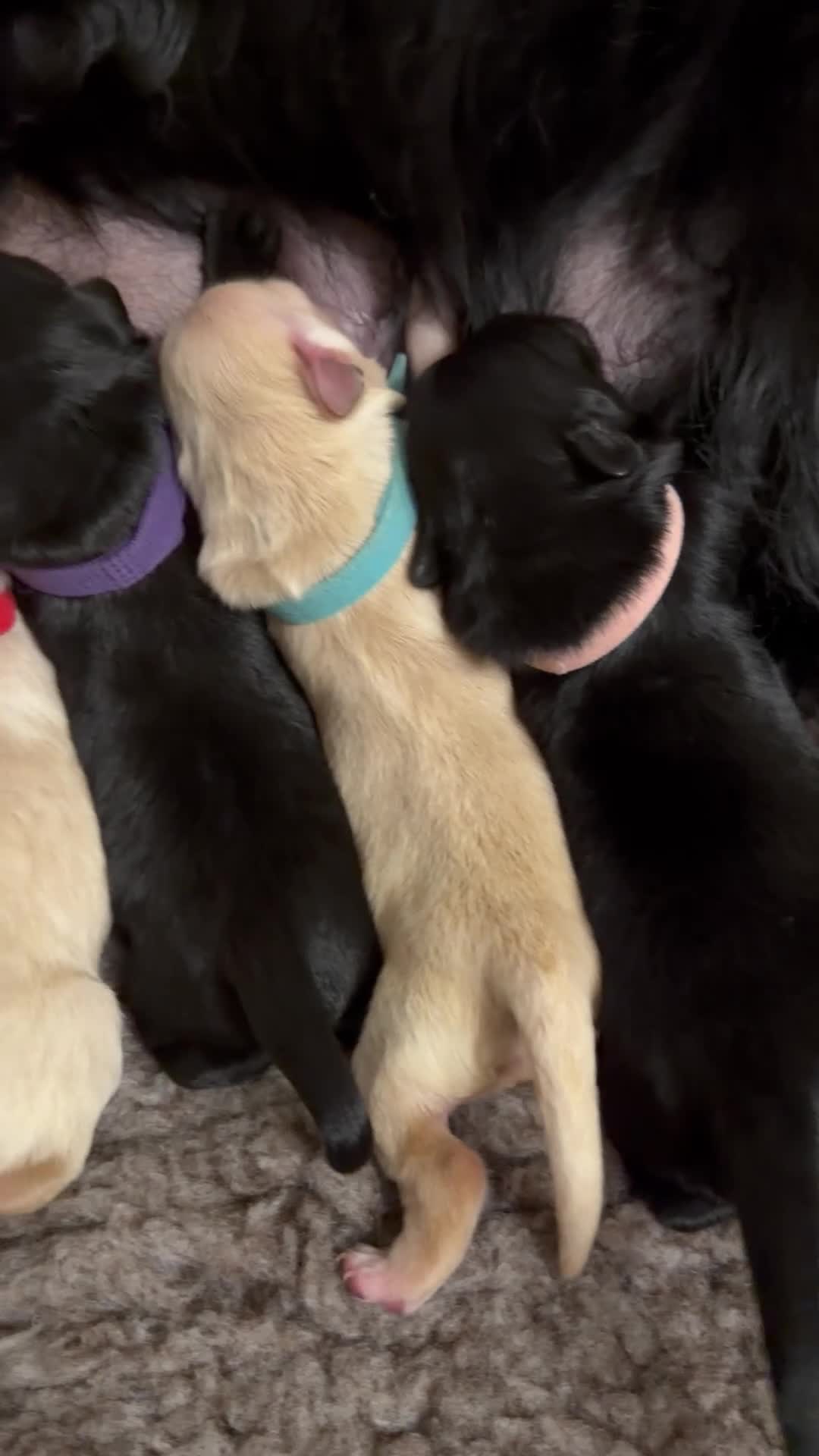 Mixed Breed dogs for sale: Golden Retriever x Collie puppies, ready 20th July in Sevenoaks - Video 1