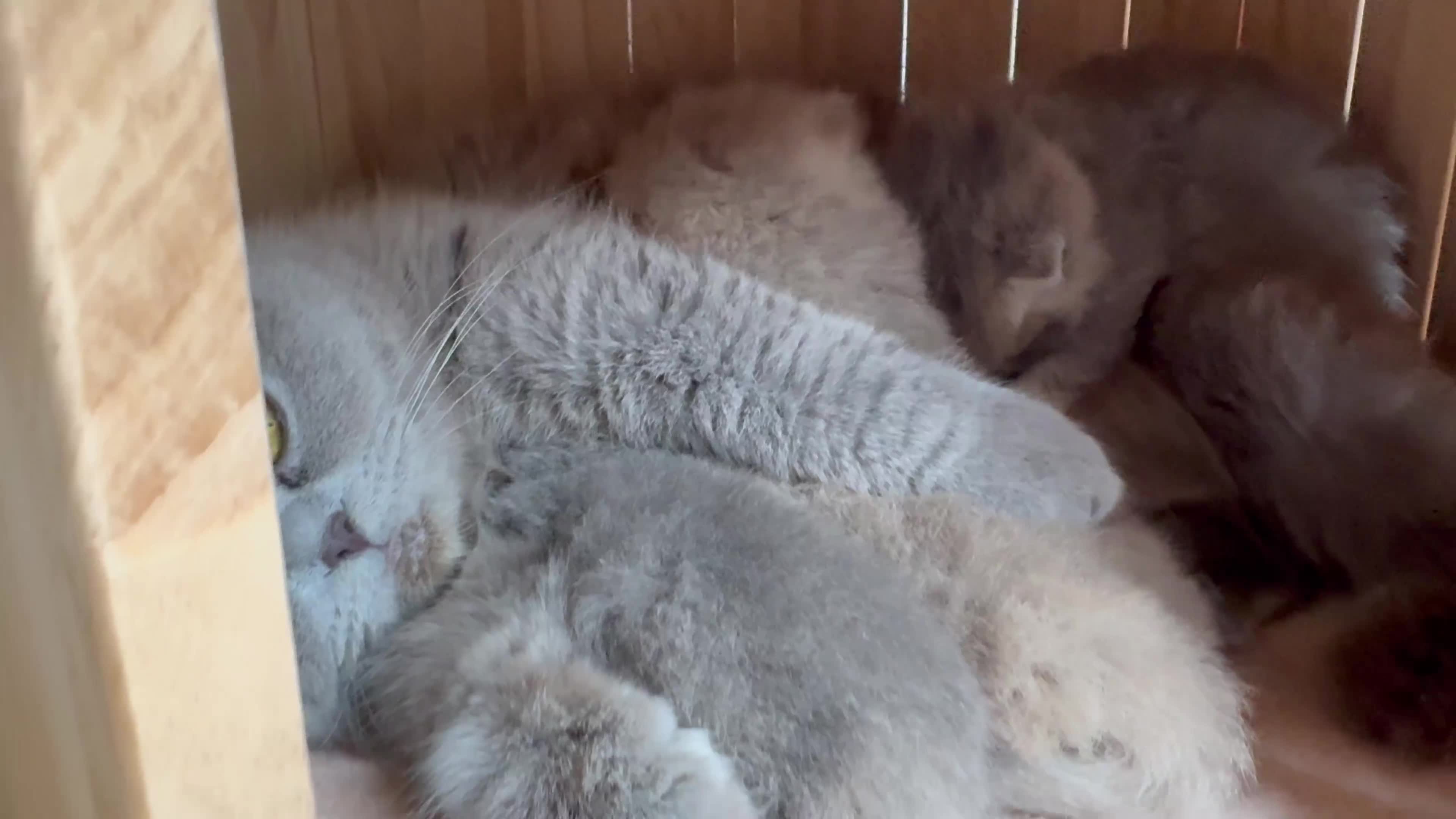 Scottish Fold cats for sale: Tica Scottish fold kittens - Video 1