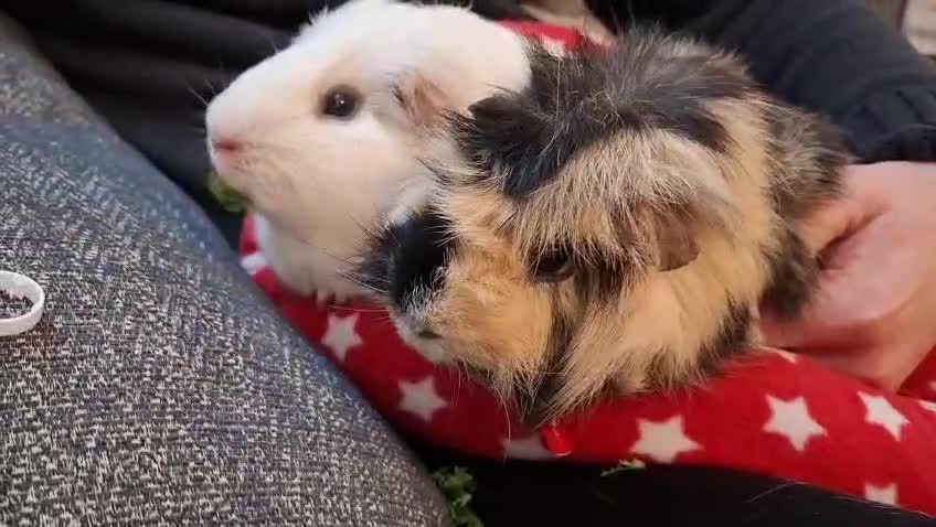 Guinea Pig rodents for sale: Bonded boys  - Video 1