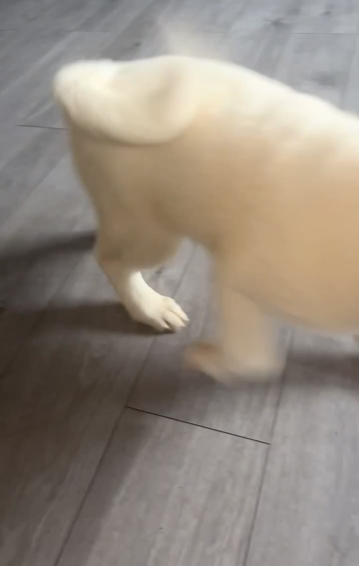 Japanese Akita Inu dogs for sale: Japanese Akita Inu - Video 3