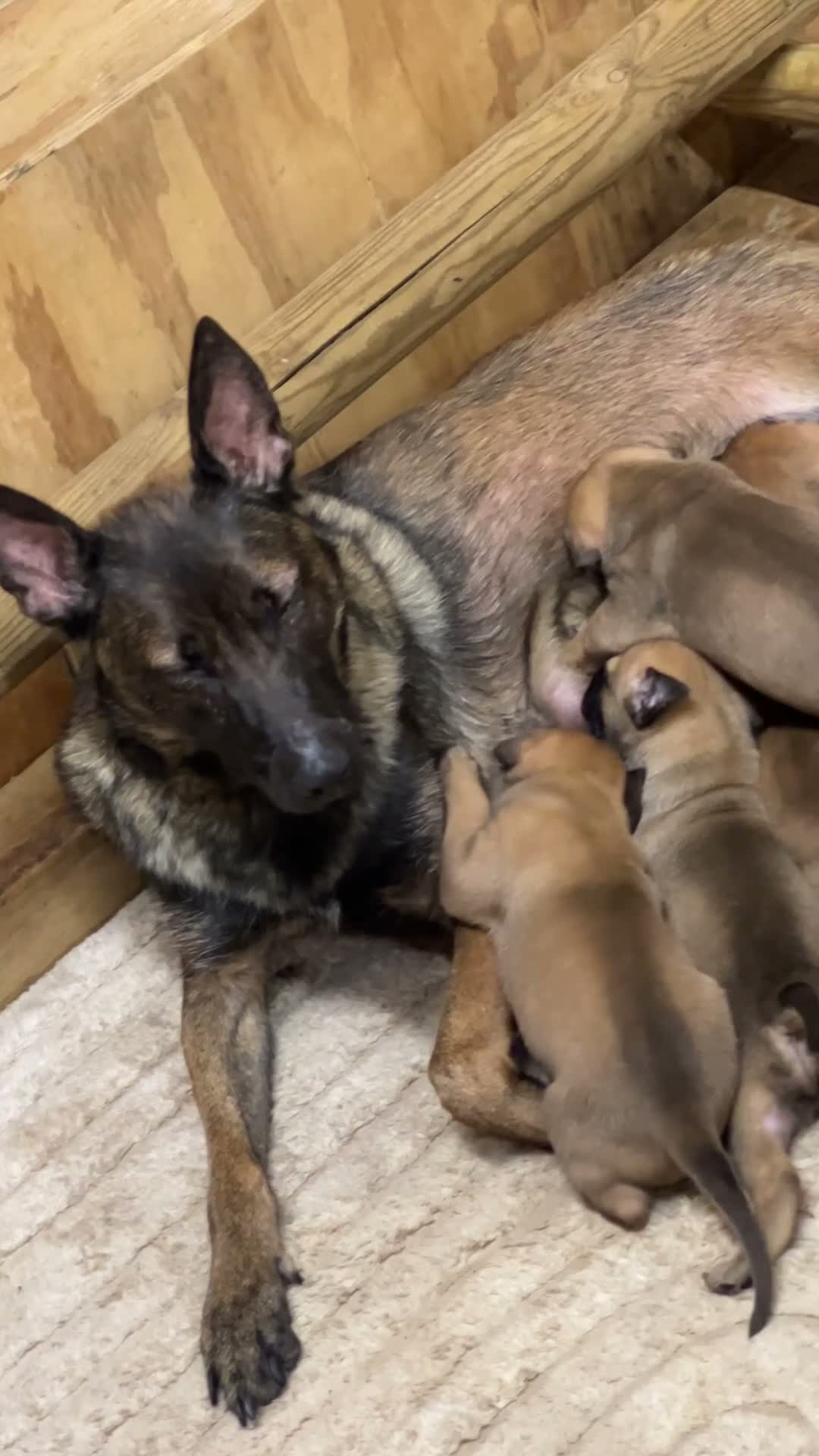 Mixed Breed dogs for sale: Working line German shepherd/dutch herder puppies  - Video 1