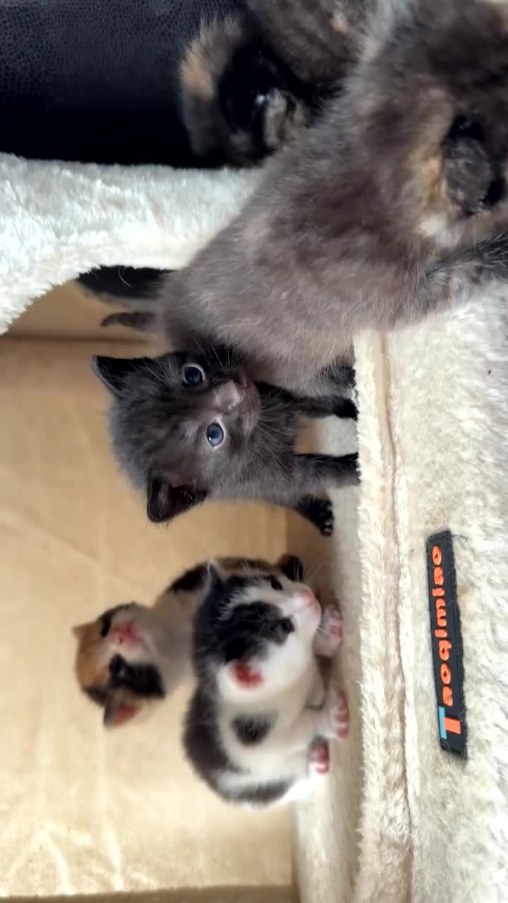 Mixed Breed cats for sale: 5 Adorable kittens (3boys, 2girls) ready 3rd June. in Leyland - Video 1