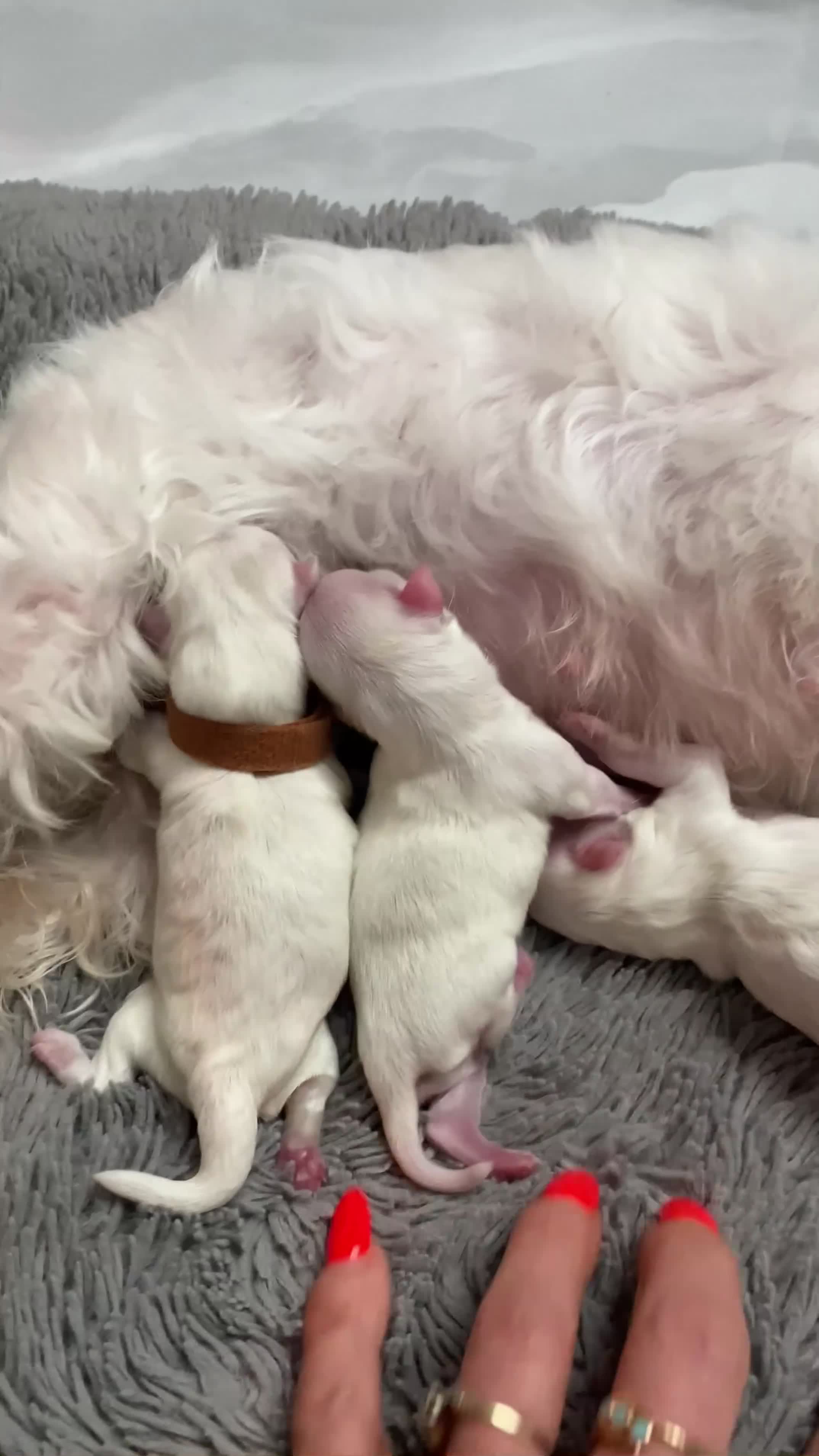 Maltese dogs for sale: 🌟KC STUNNING half-Korean Maltese puppies 🌟 - Video 1