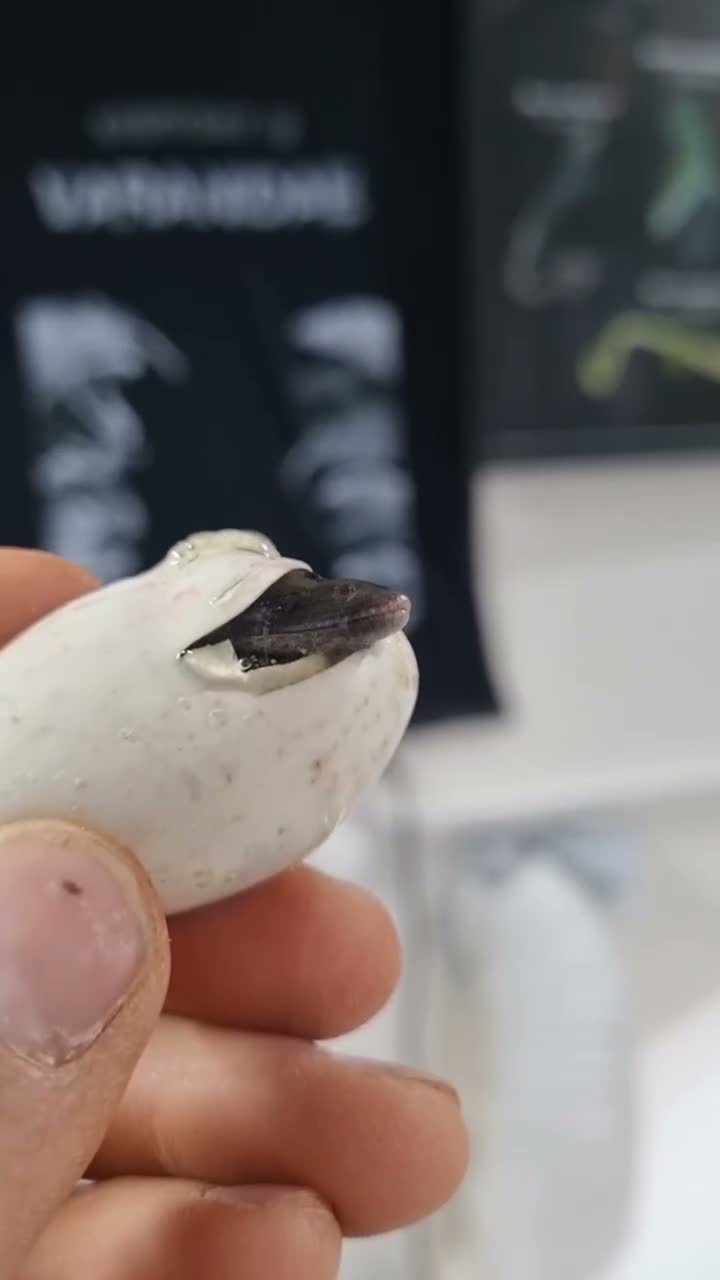Monitor reptiles for sale: Ukcb varanus beccarii  - Video 2