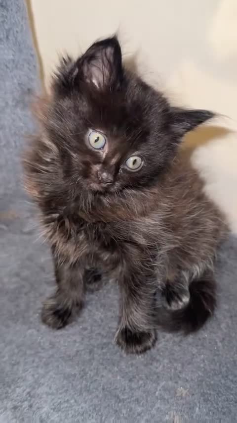 Ragdoll cats for sale: 4 male kittens for rehoming  - Video 5