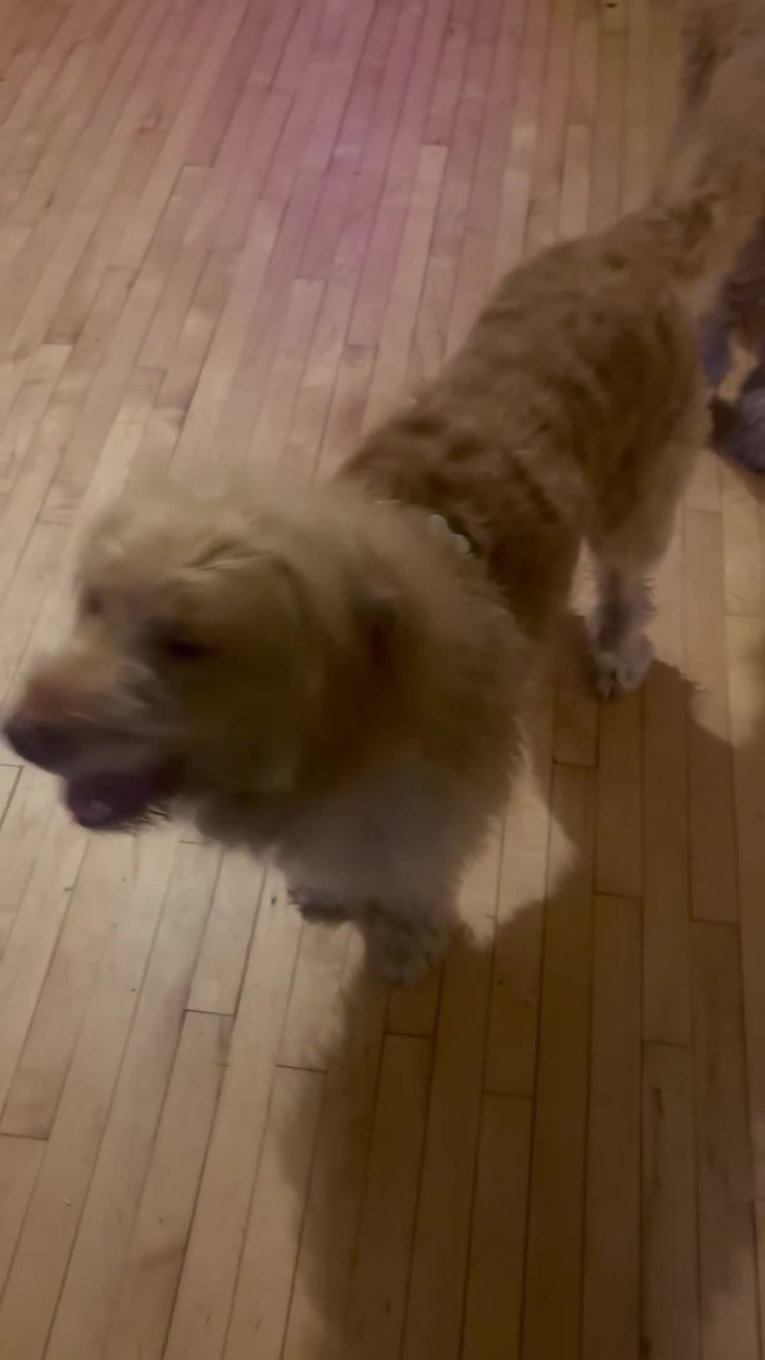 Goldendoodle dogs for sale: Beautiful 4-Year-Old Goldendoodle - Video 4
