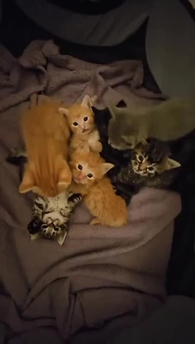Mixed Breed cats for sale: Elven Bengal Mixes - Video 1