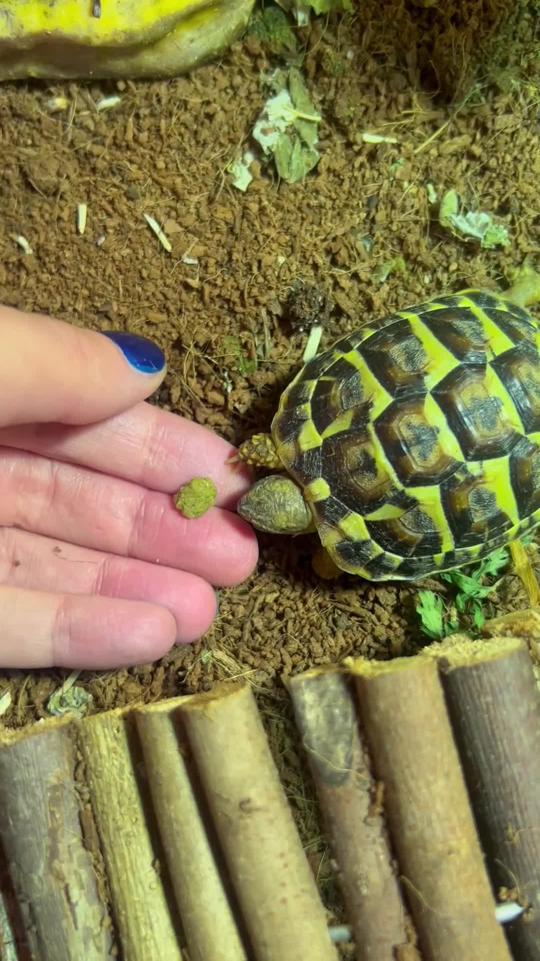Hermann Tortoise reptiles for sale: Two Dwarf Hermann Tortoises & full set-up - Video 3