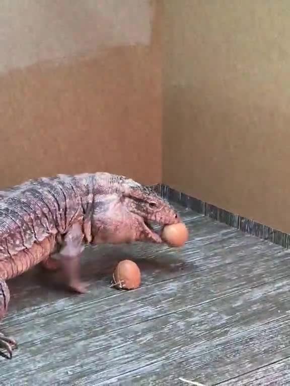 Lizard reptiles for sale: Two tegus for sale - Video 4
