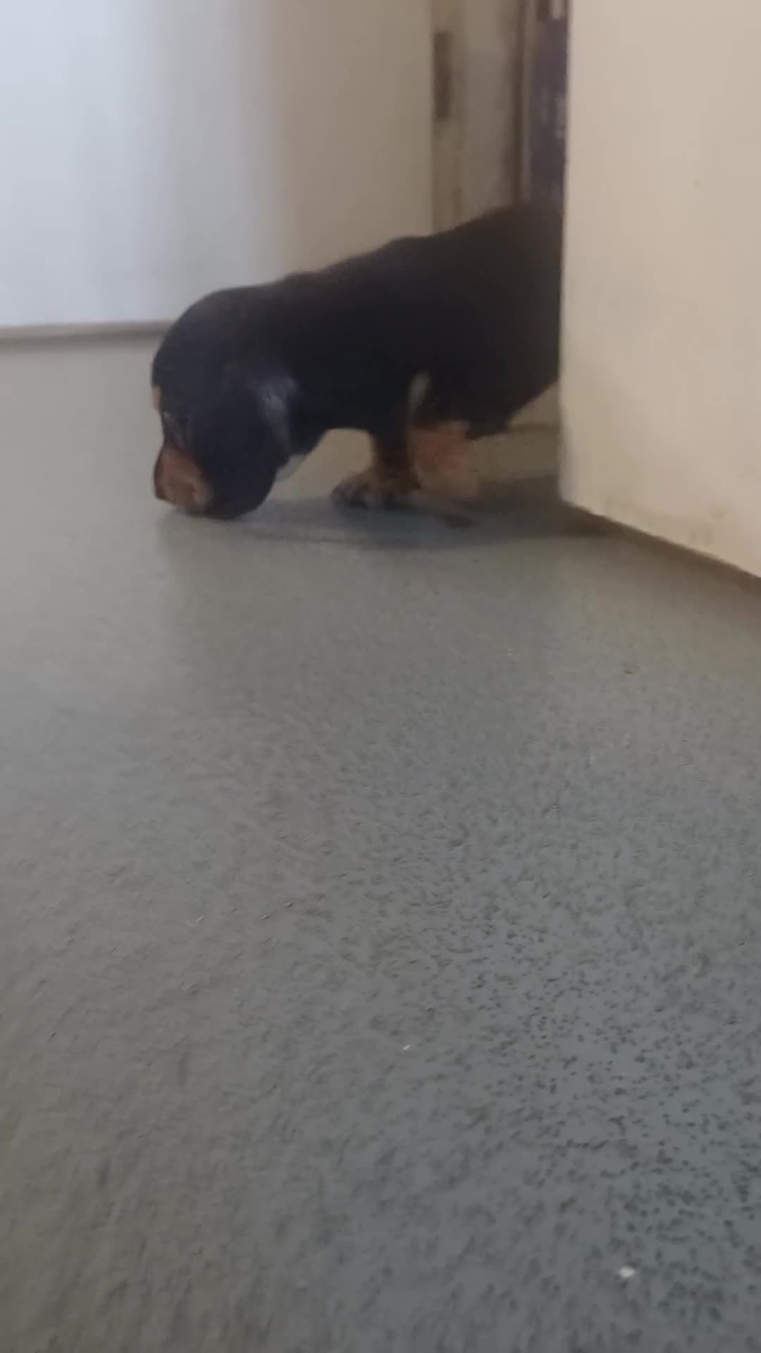 Miniature Dachshund dogs for sale: K.C Beautiful miniature daschunds - Video 2