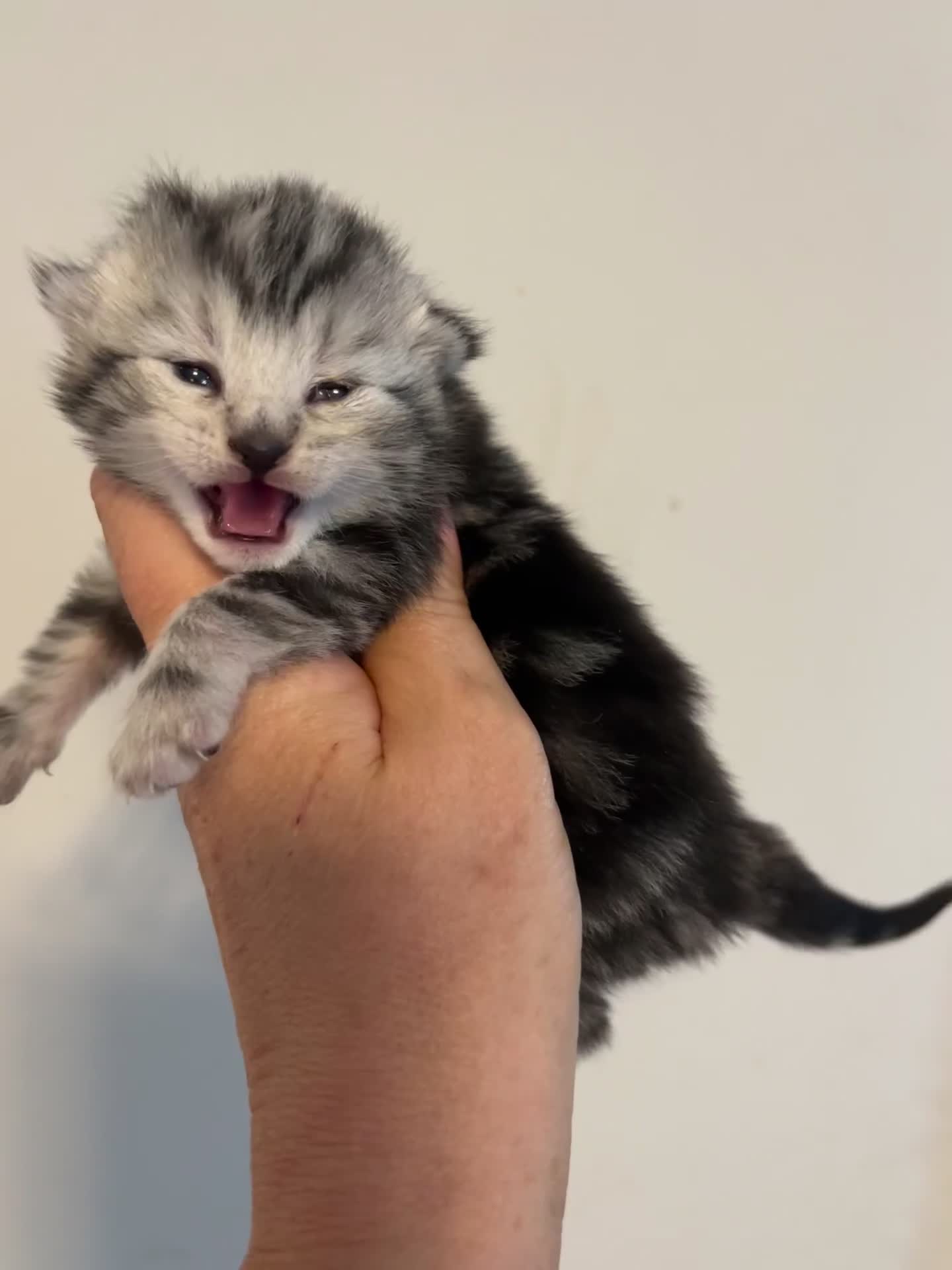 Maine Coon cats for sale: 3/4 Maine coon kittens  - Video 1