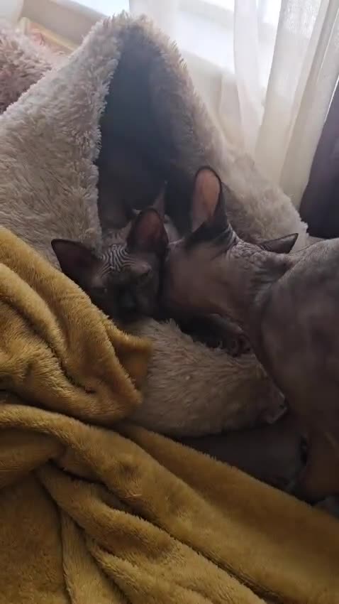 Sphynx cats for sale: ✨ Beautiful Sphynx Kitten – Female ✨ - Video 1