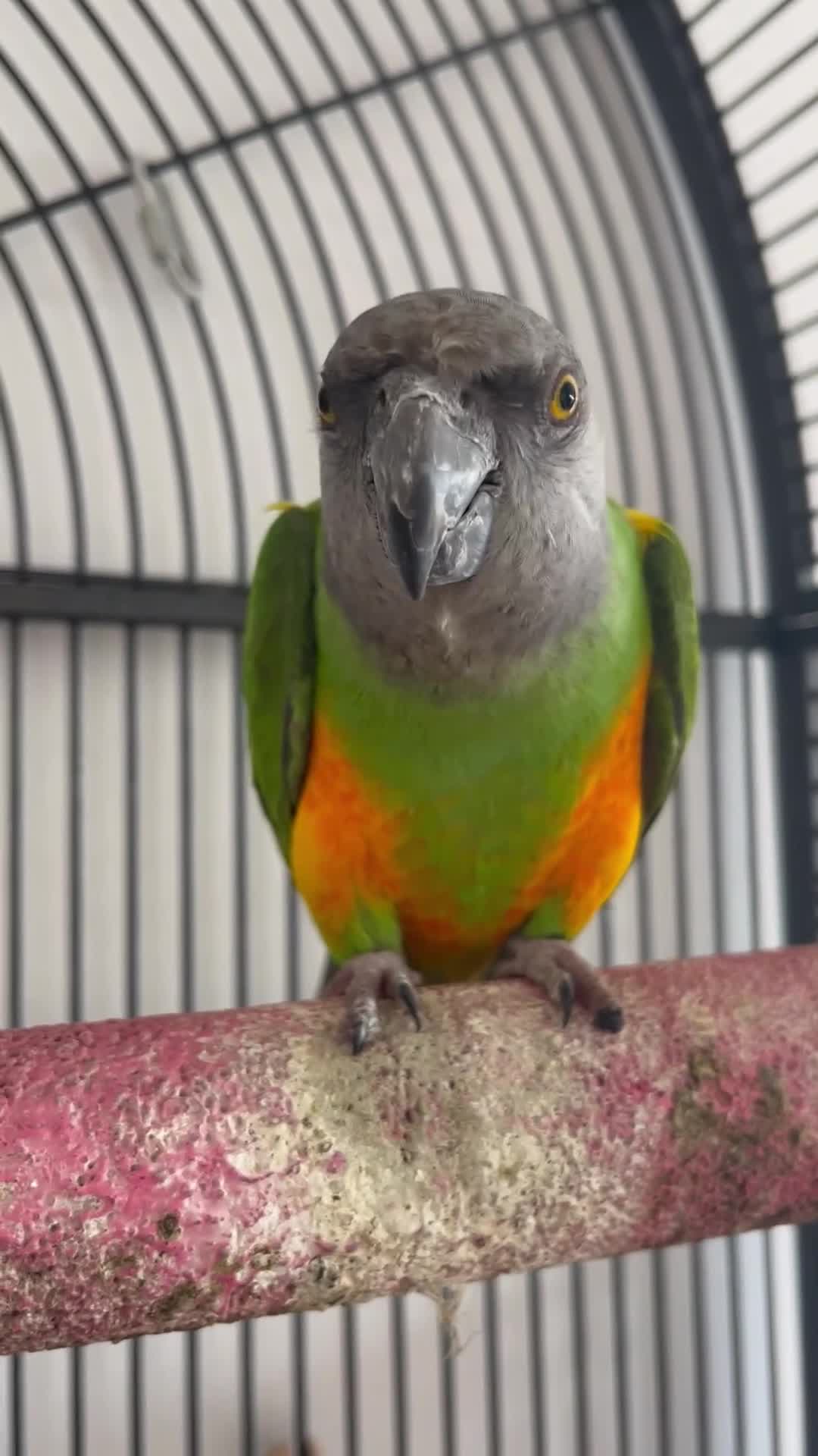 Parrots birds for sale: Senegal parrot  - Video 2