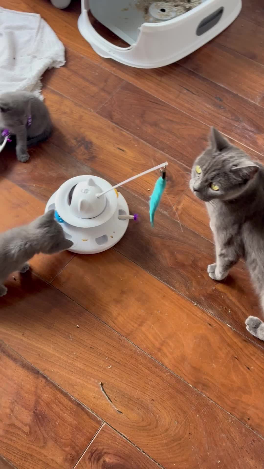 British Shorthair cats for sale: British Shorthair kittens  - Video 3