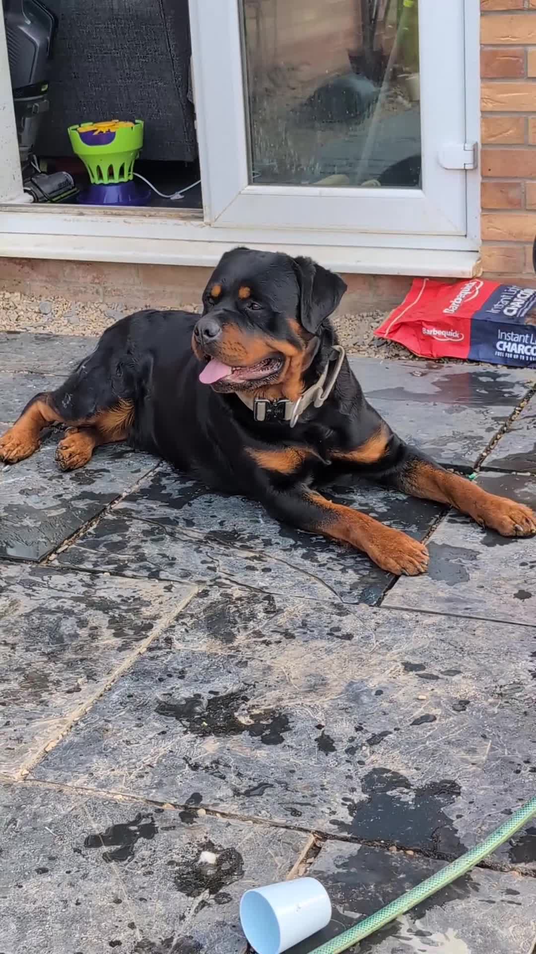 Rottweiler dogs for stud: KC register proven boy - Video 1